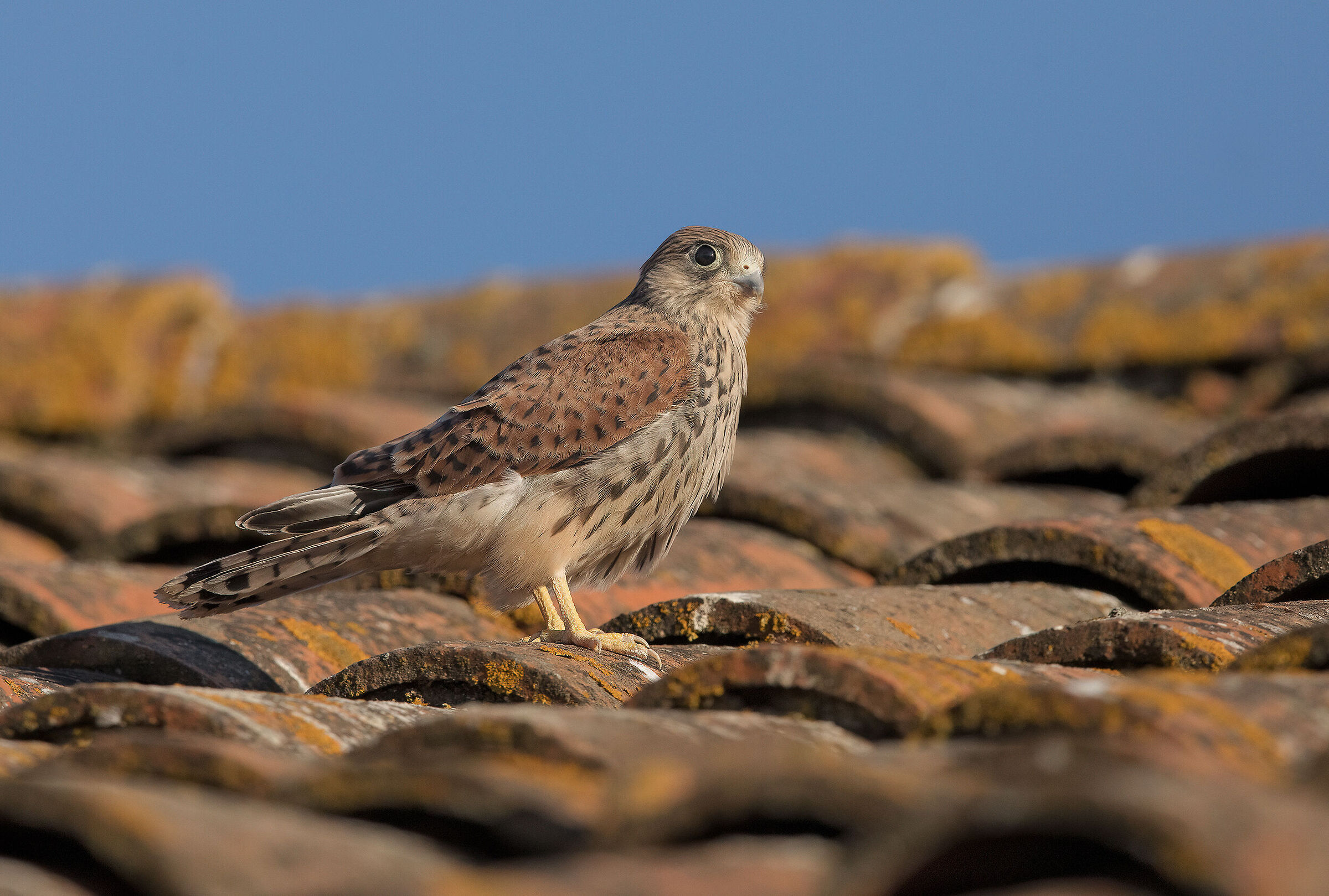 grillai (falco naumanni)