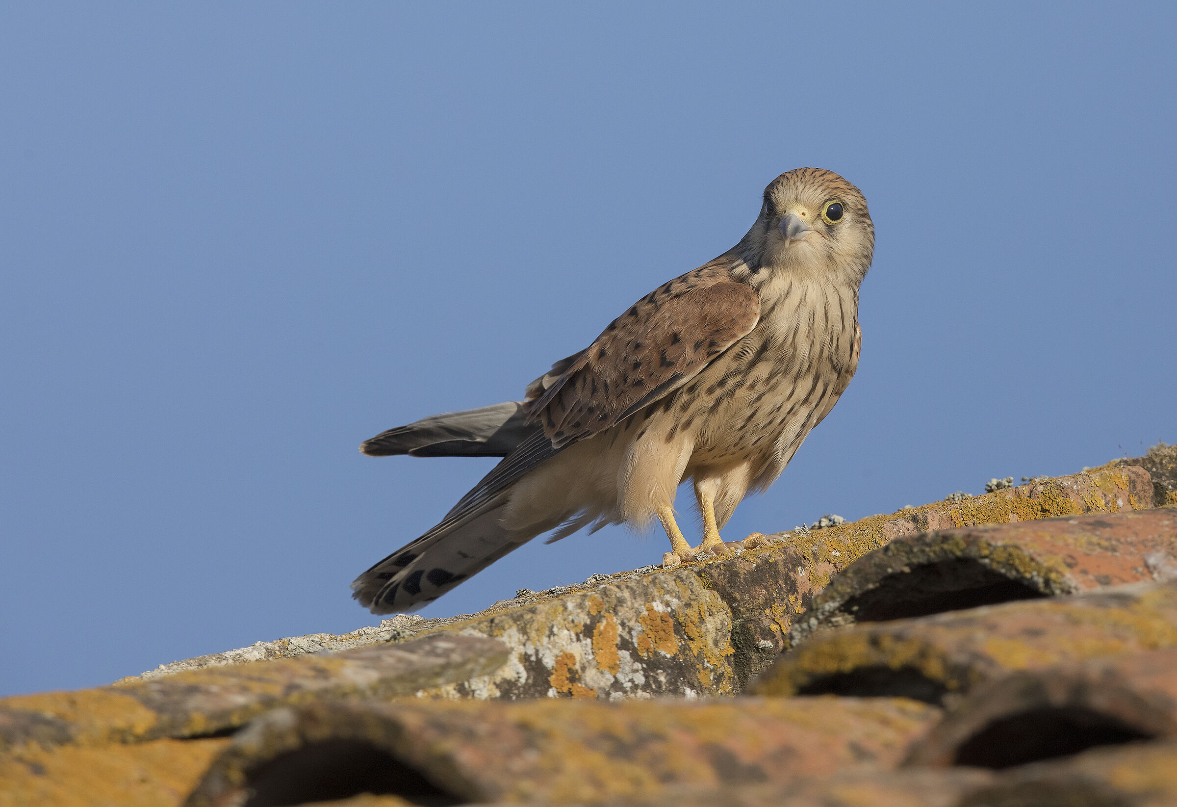 grillai (falco naumanni)