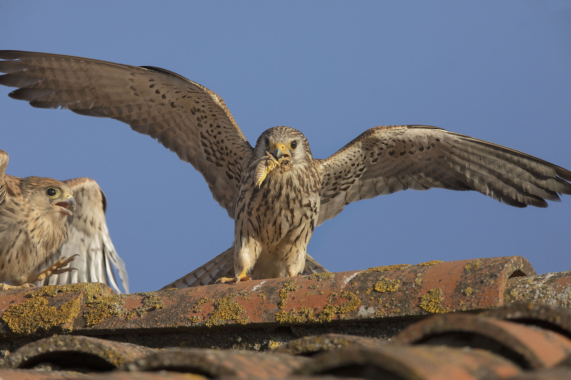 grillai (falco naumanni)