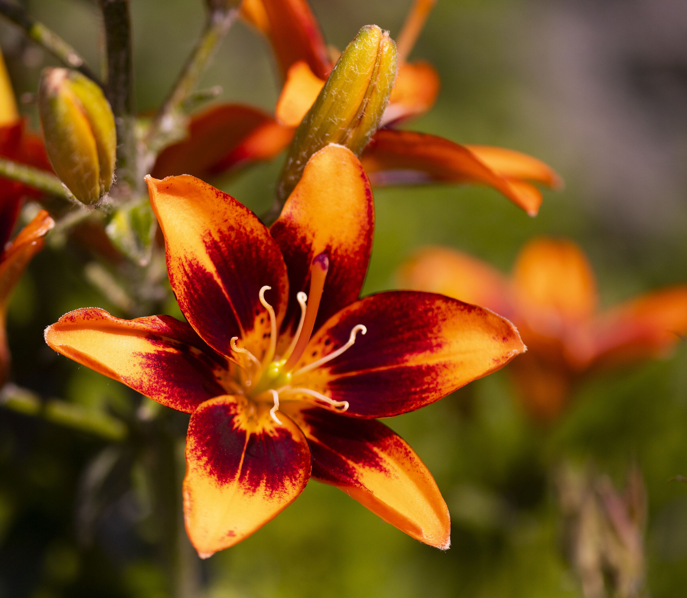 lily
