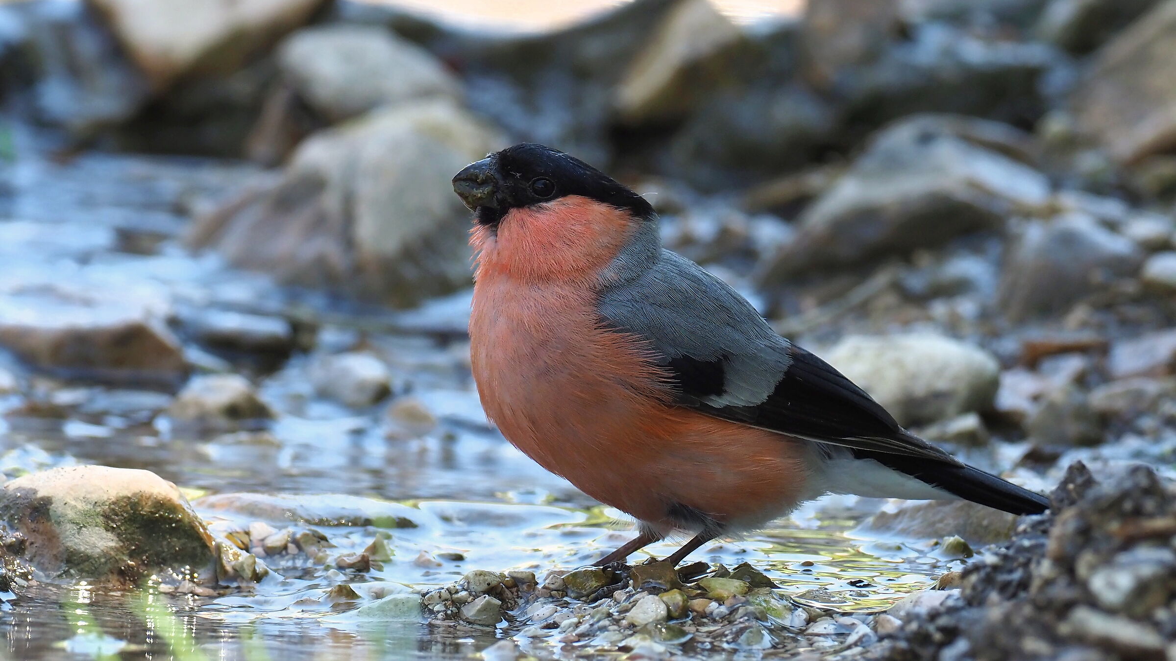 Eurasian bullfinch