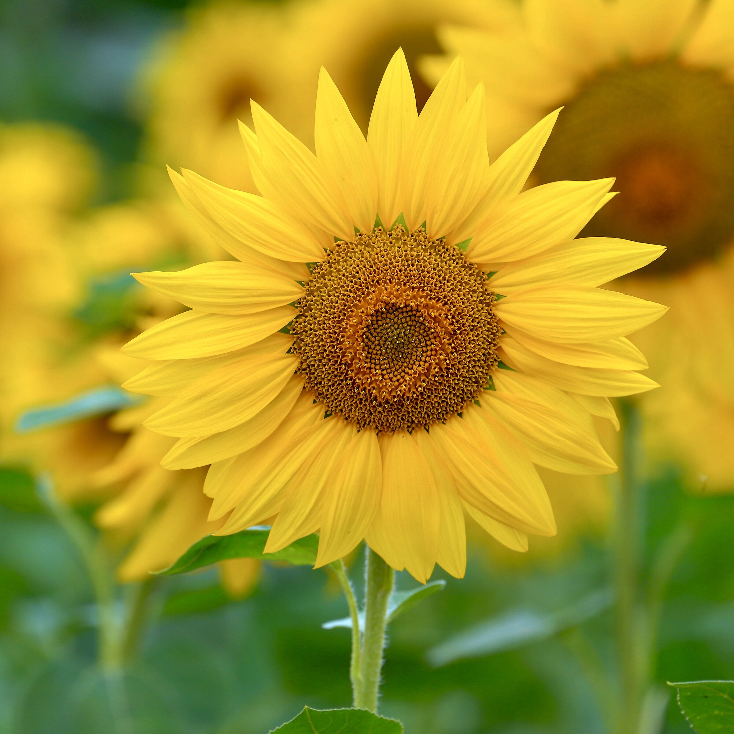 Tra i tanti, uno, il più bello