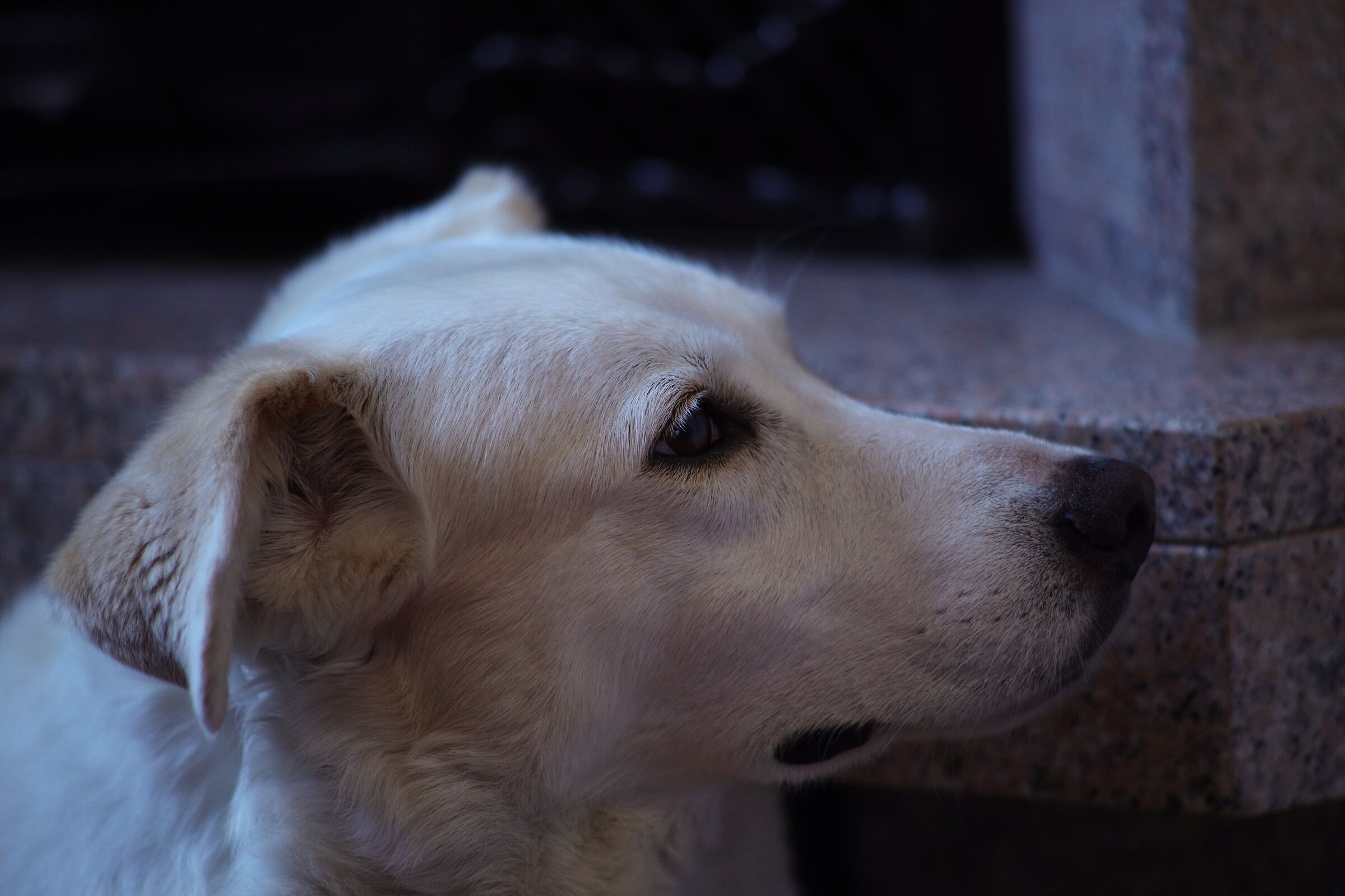 Test with FD 135mm F2.5 (manual focus, no Exif)