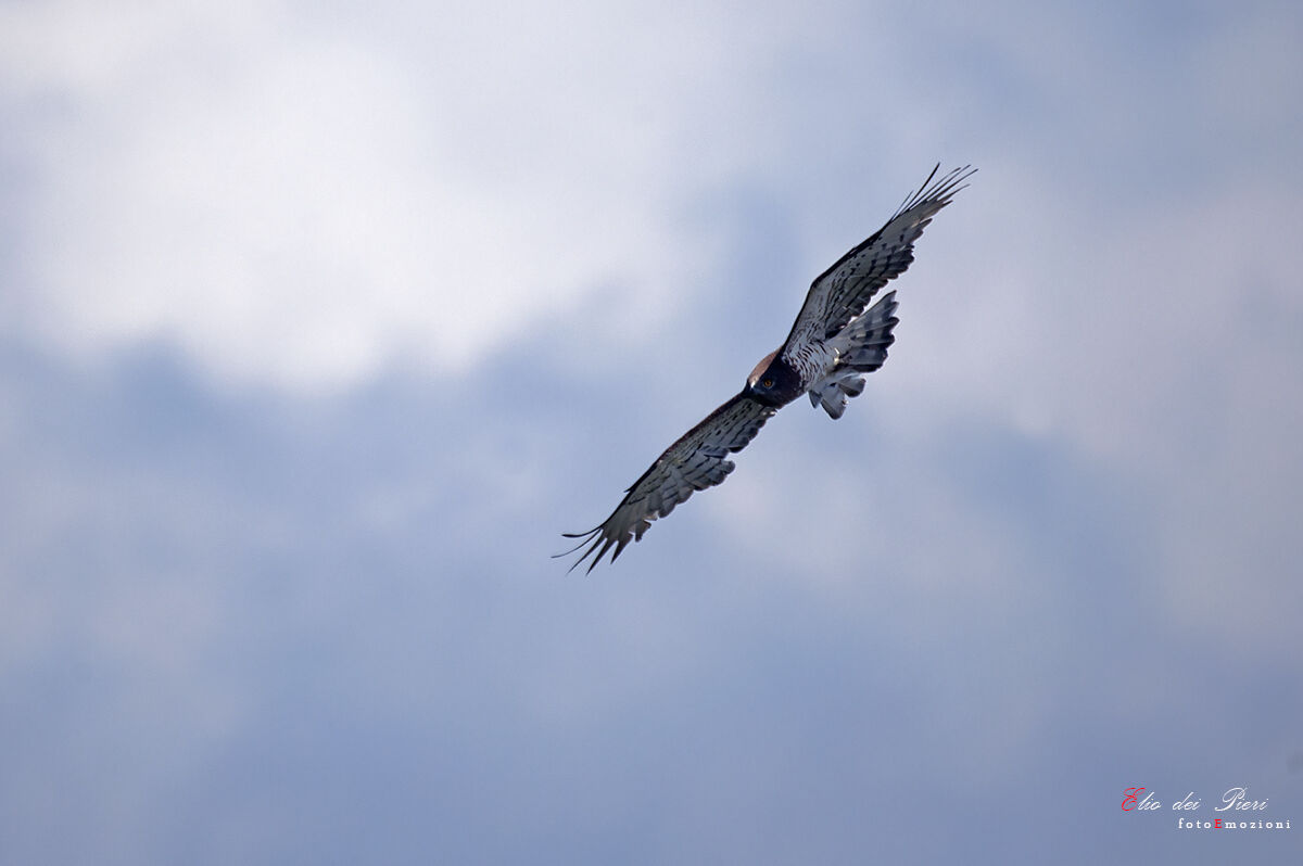 Black-and-white (Circaetus gallicus)