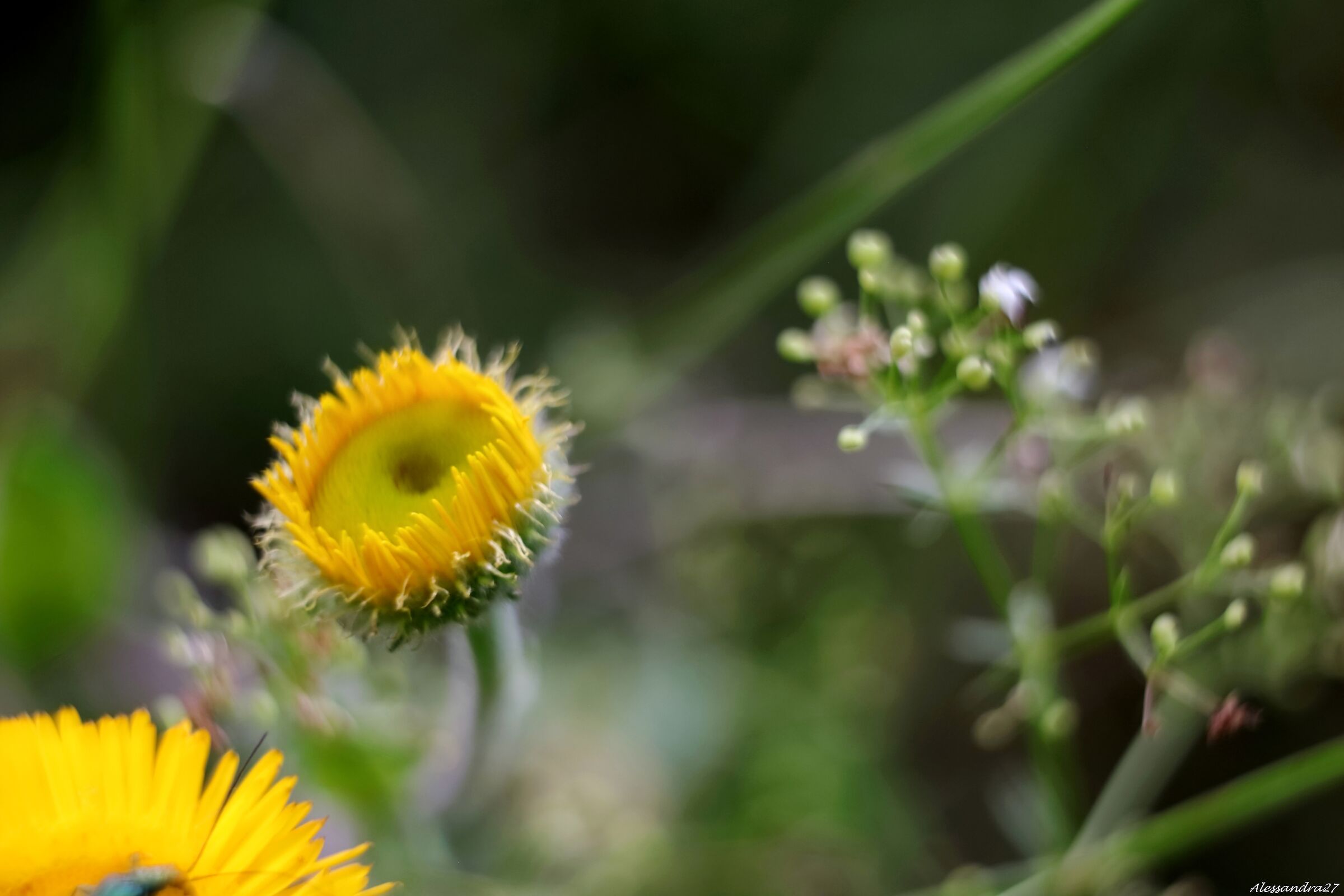 ... there is a large green lawn ...