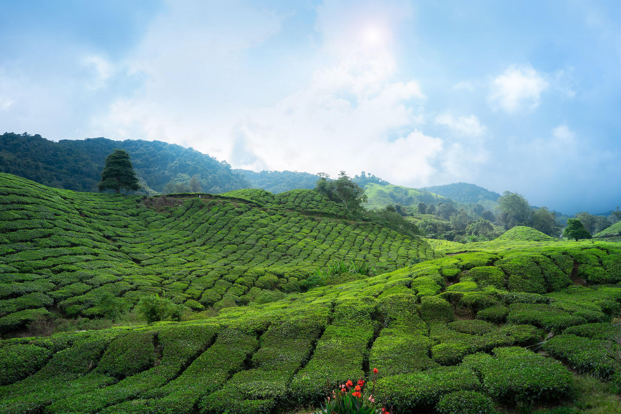 Altopiani di Cameron