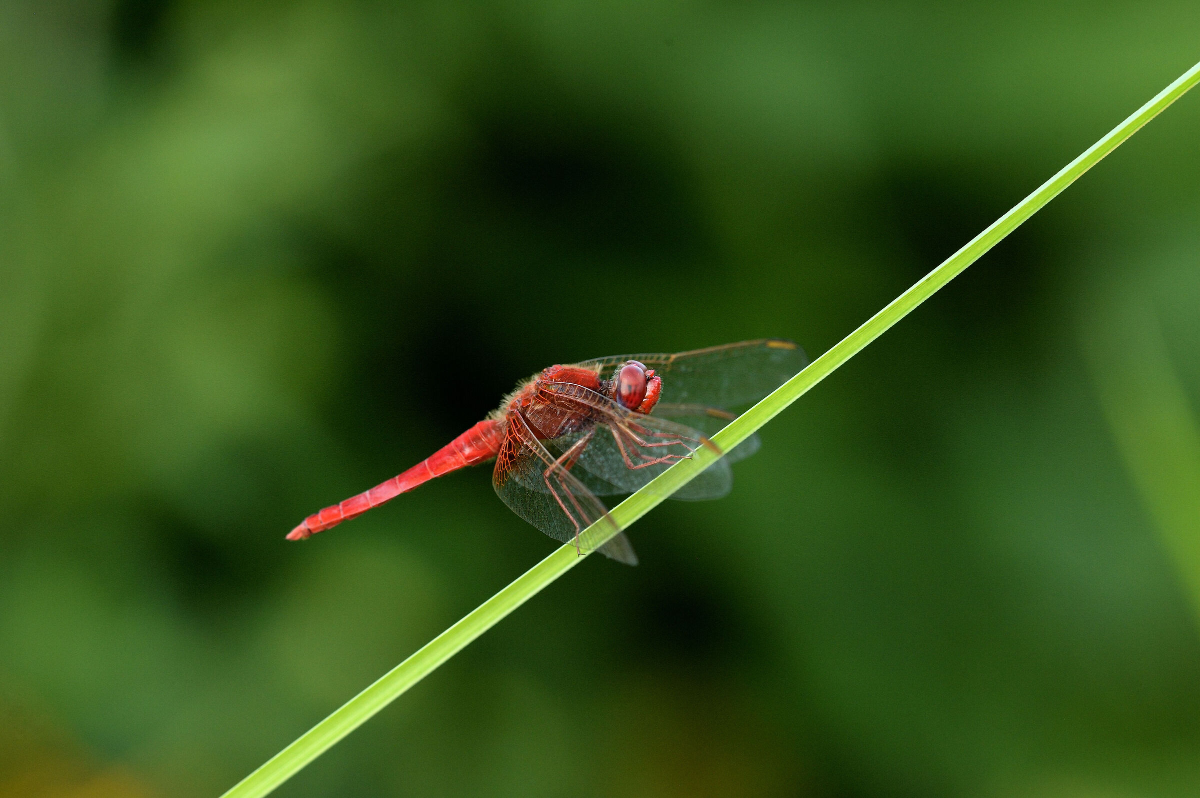 Odonata