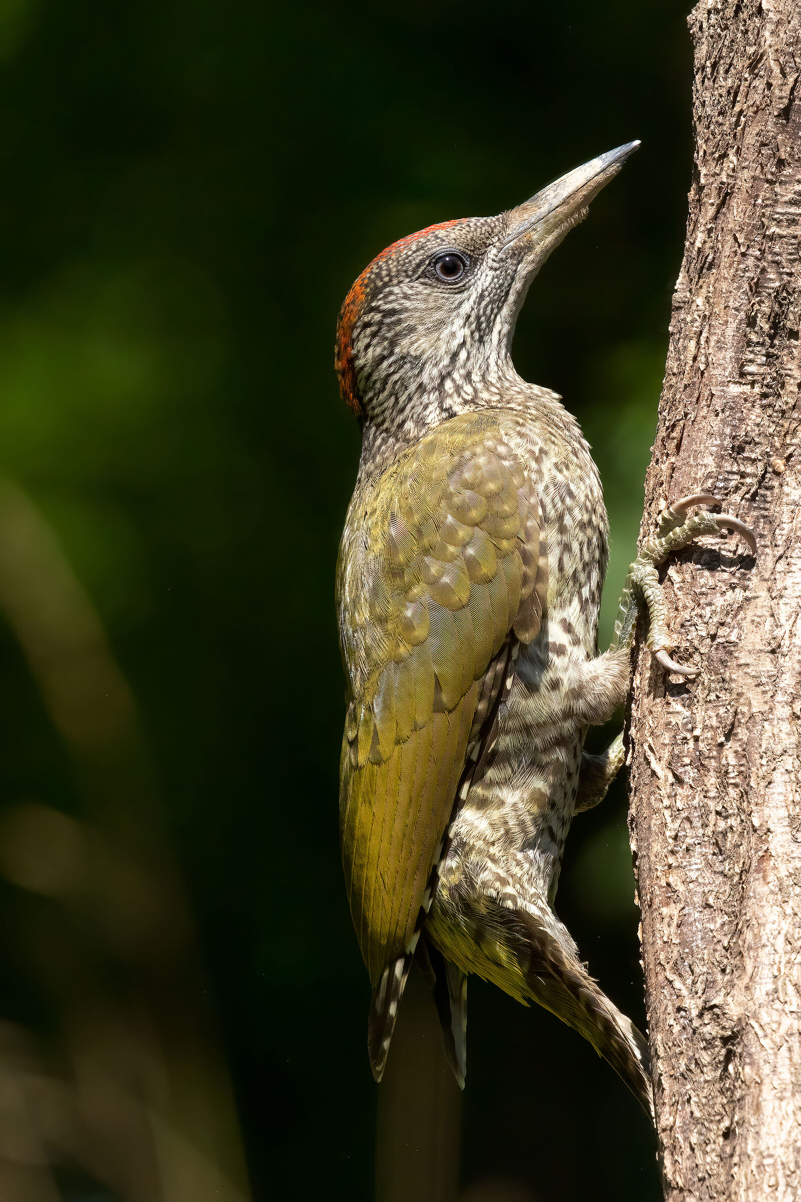 Picchio verde juv. (m)