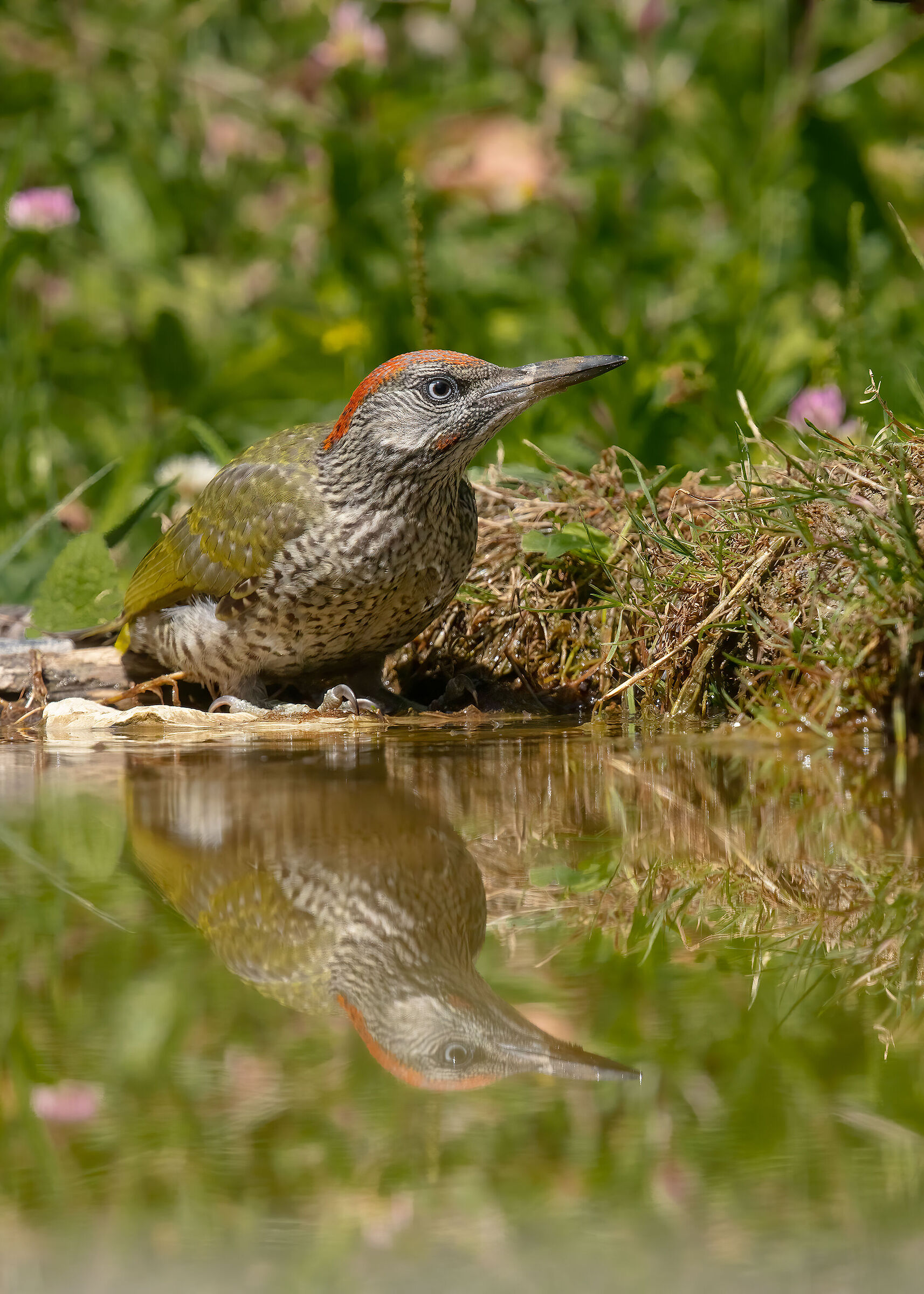 Picchio verde juv. (m)