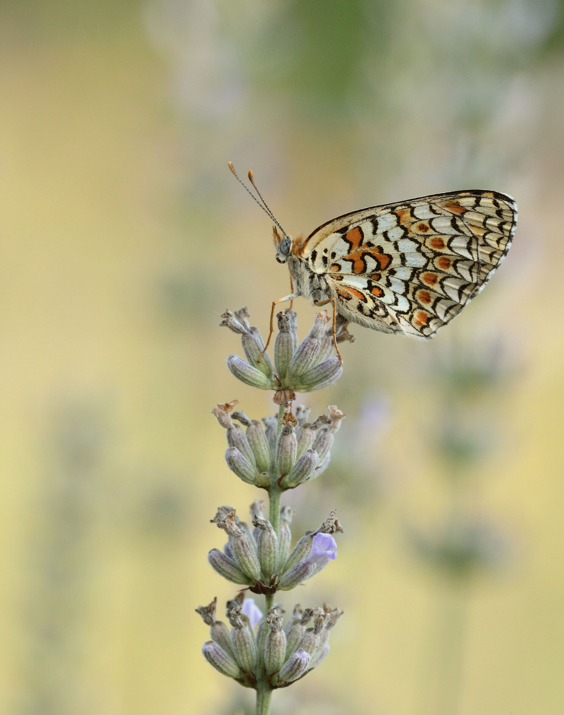 Melitaea