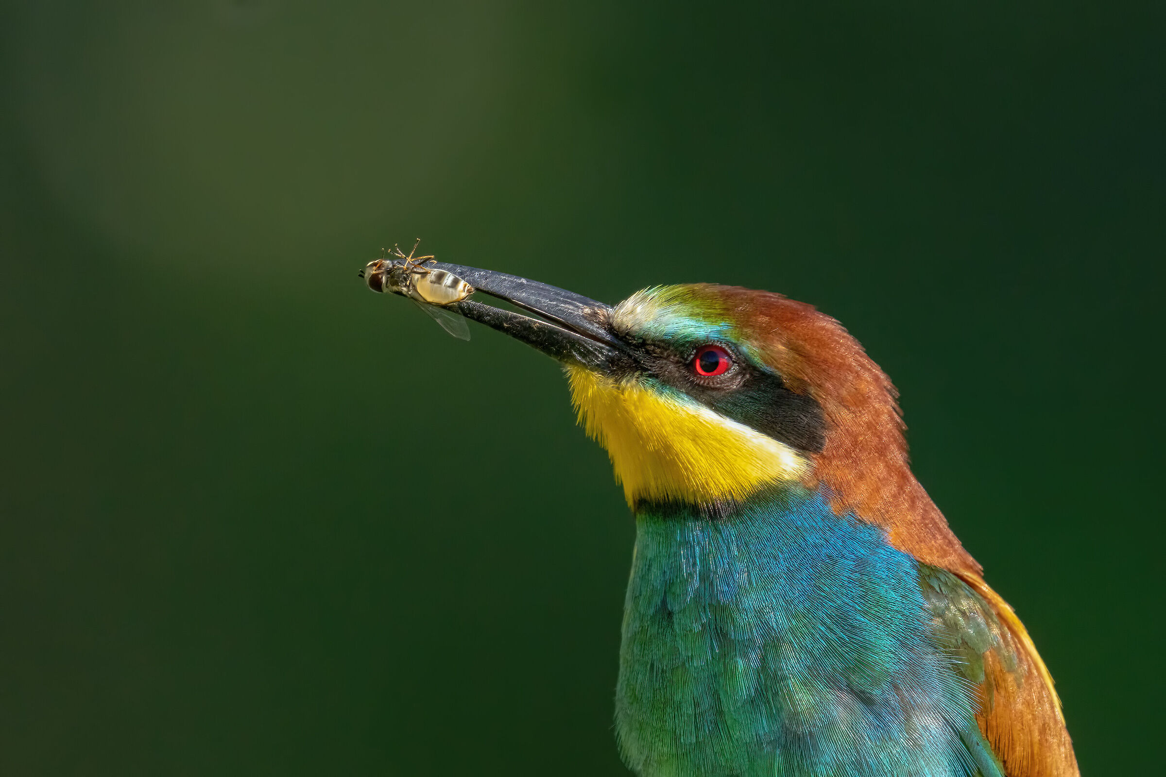 Ritratto di gruccione