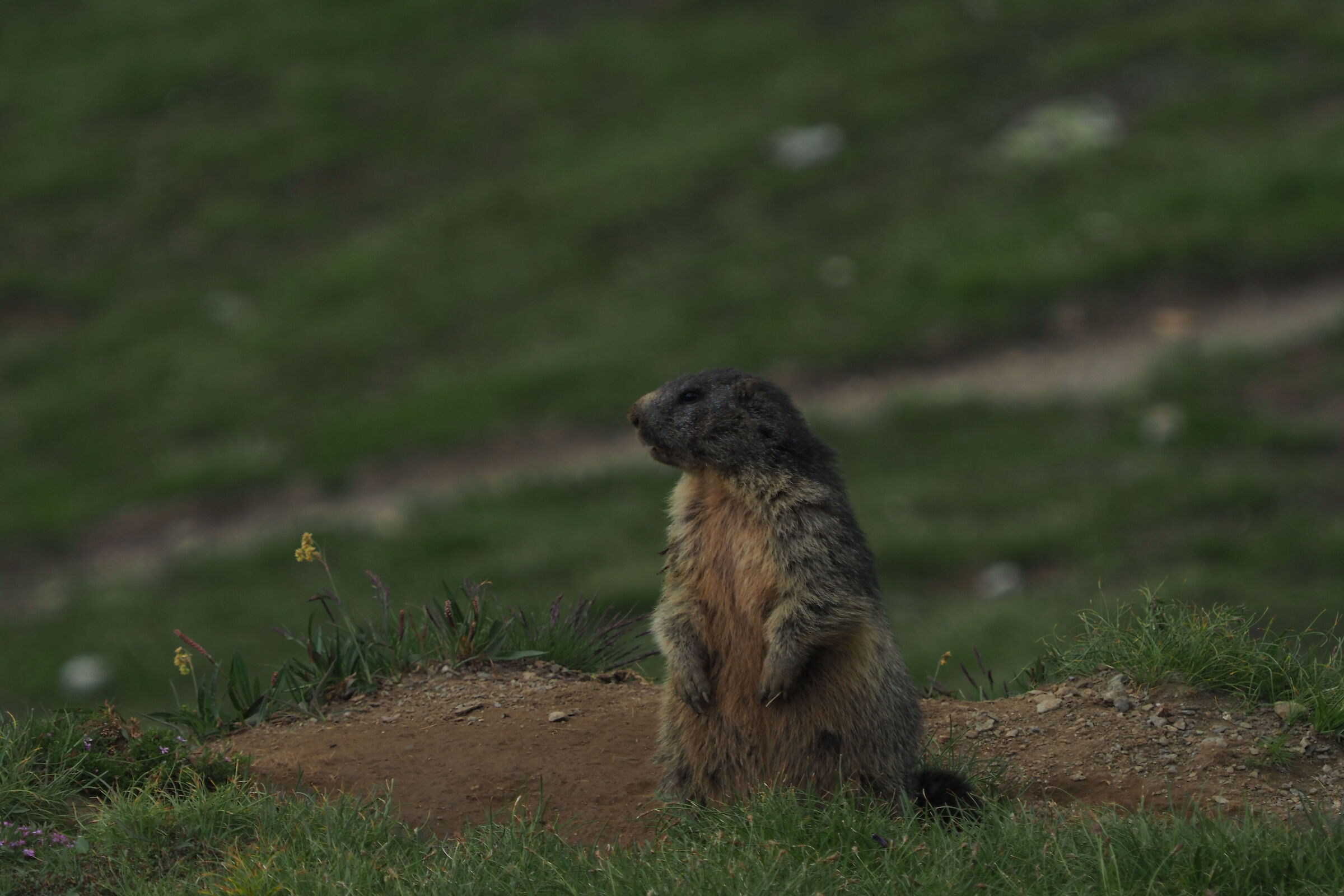 As if it were a little man to mark the path ....