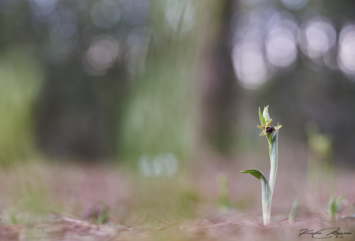 " Symbol of elegance "