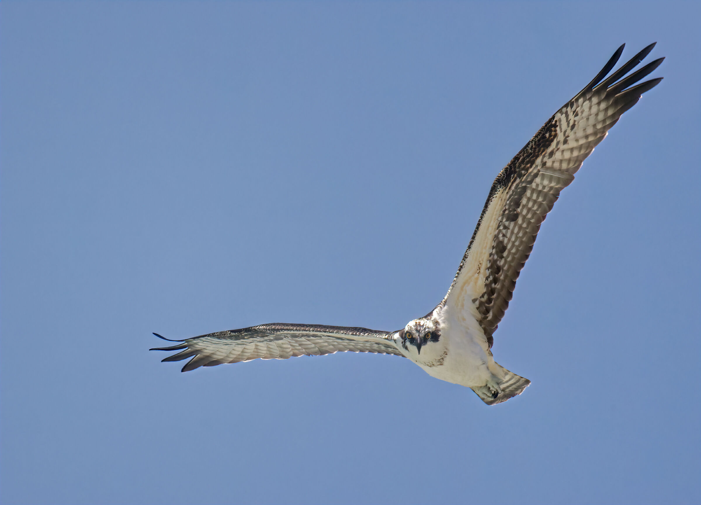 Osprey Flying