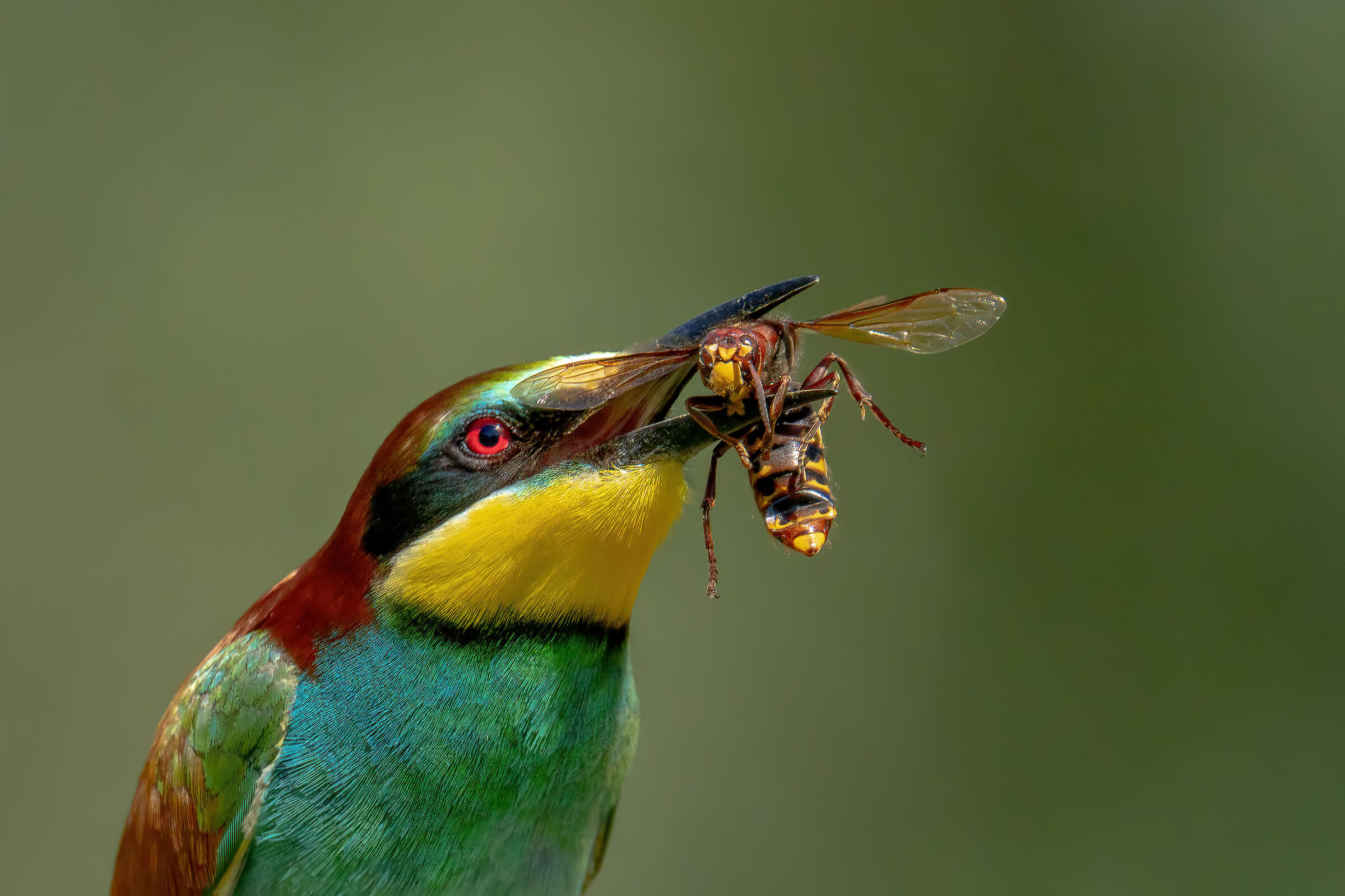 Un calabrone per pranzo