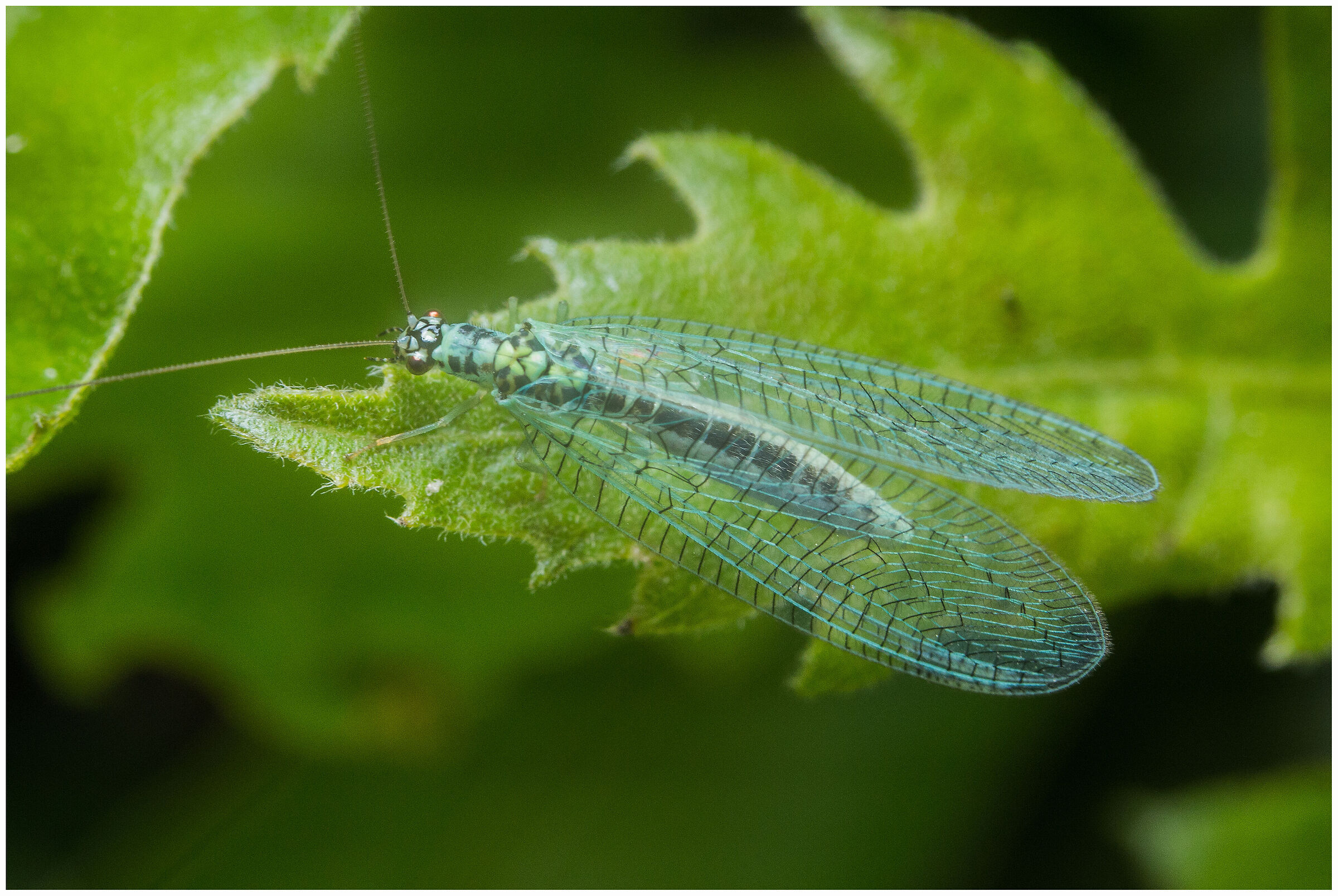 Green veil