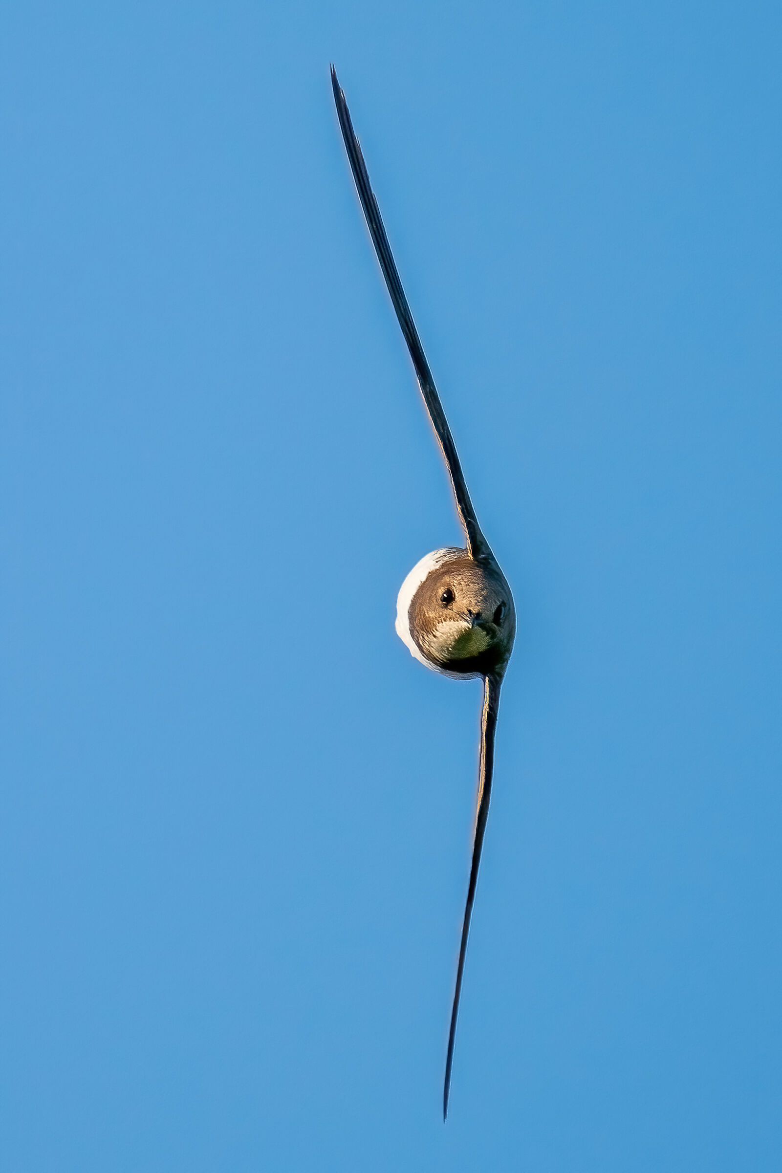 Arrivoooo! Greater Swift (Tachymarptis melba)