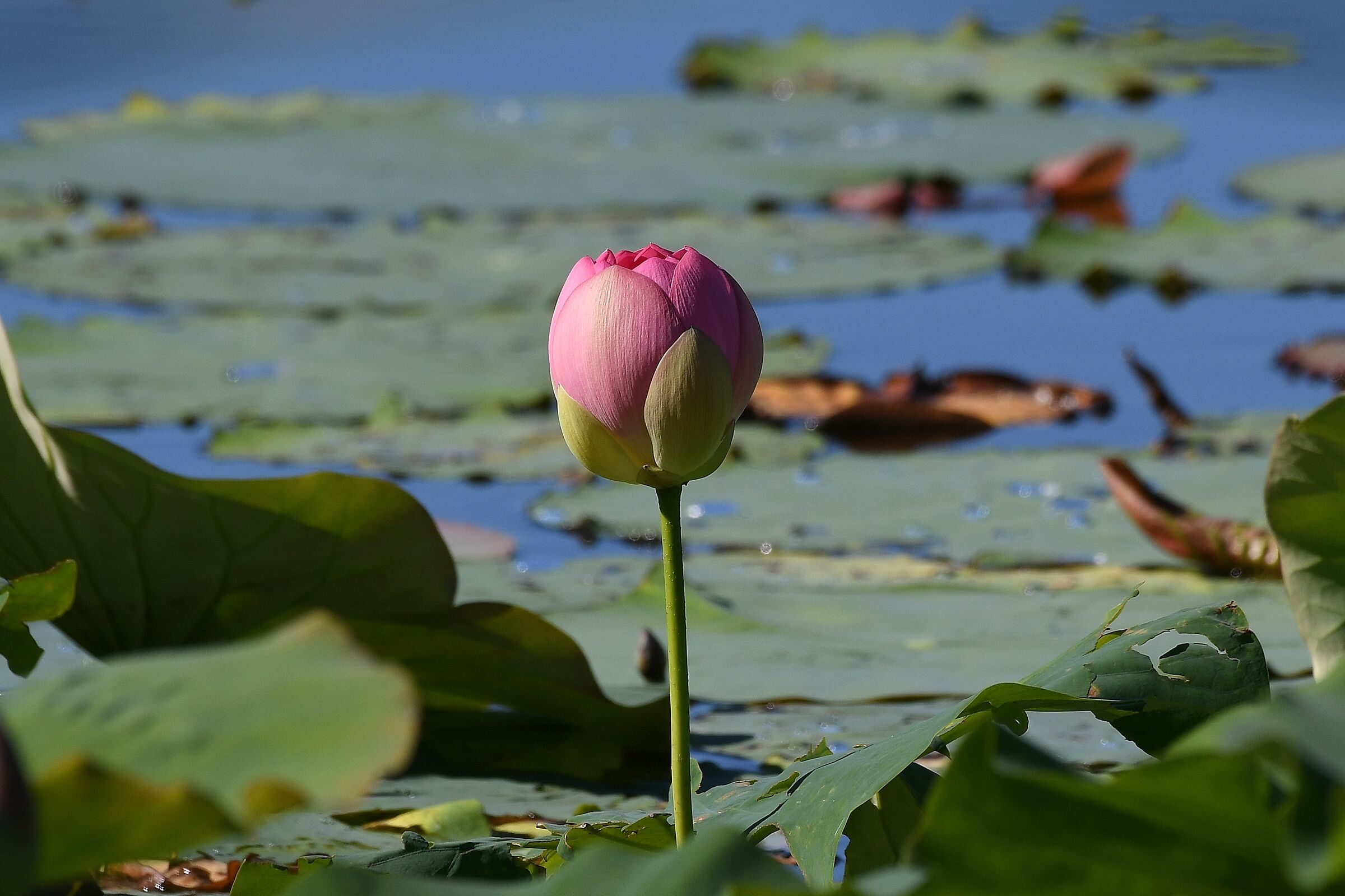 Nelumbo nucifera