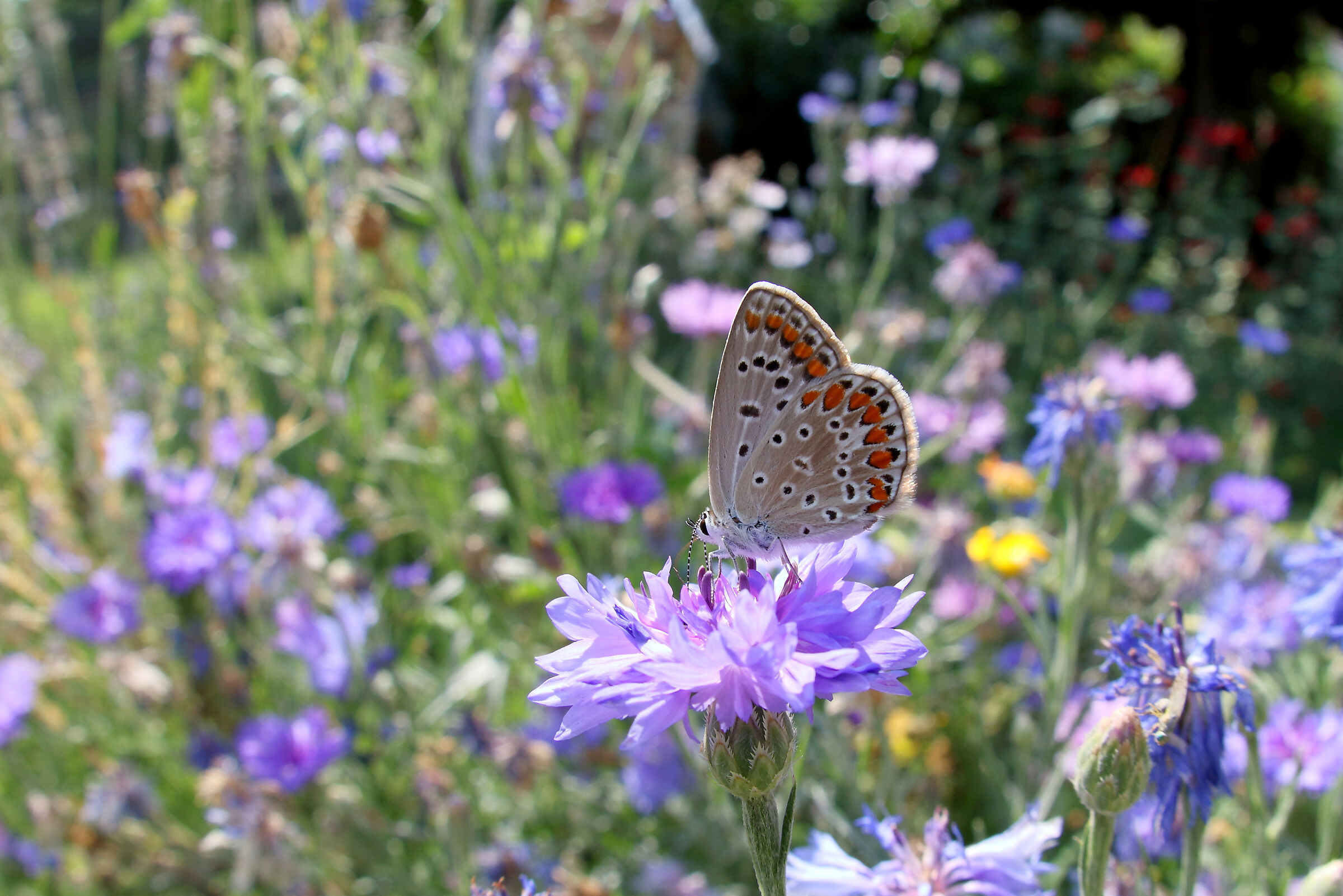 Polyommatus icarus