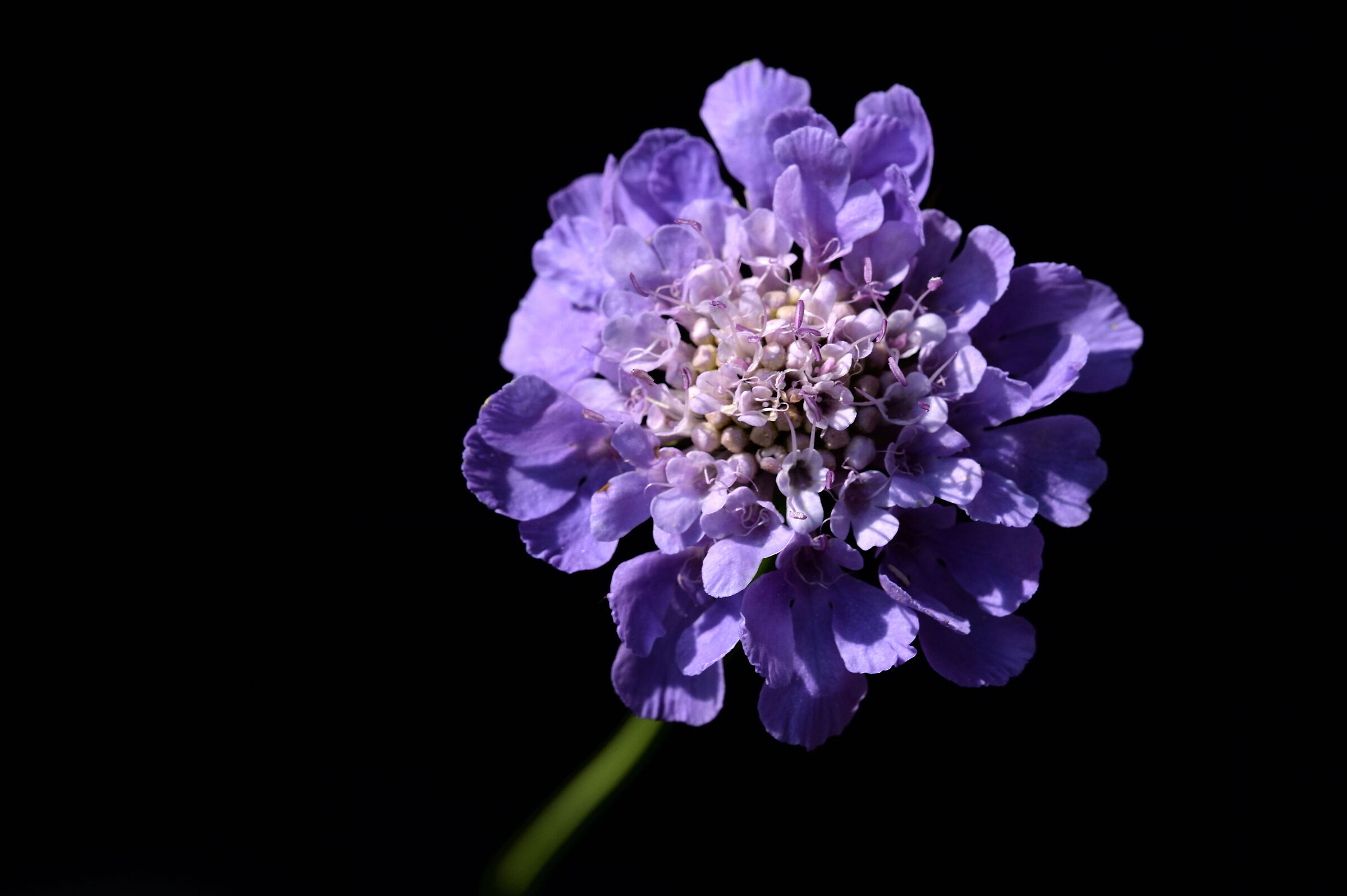 Knautia