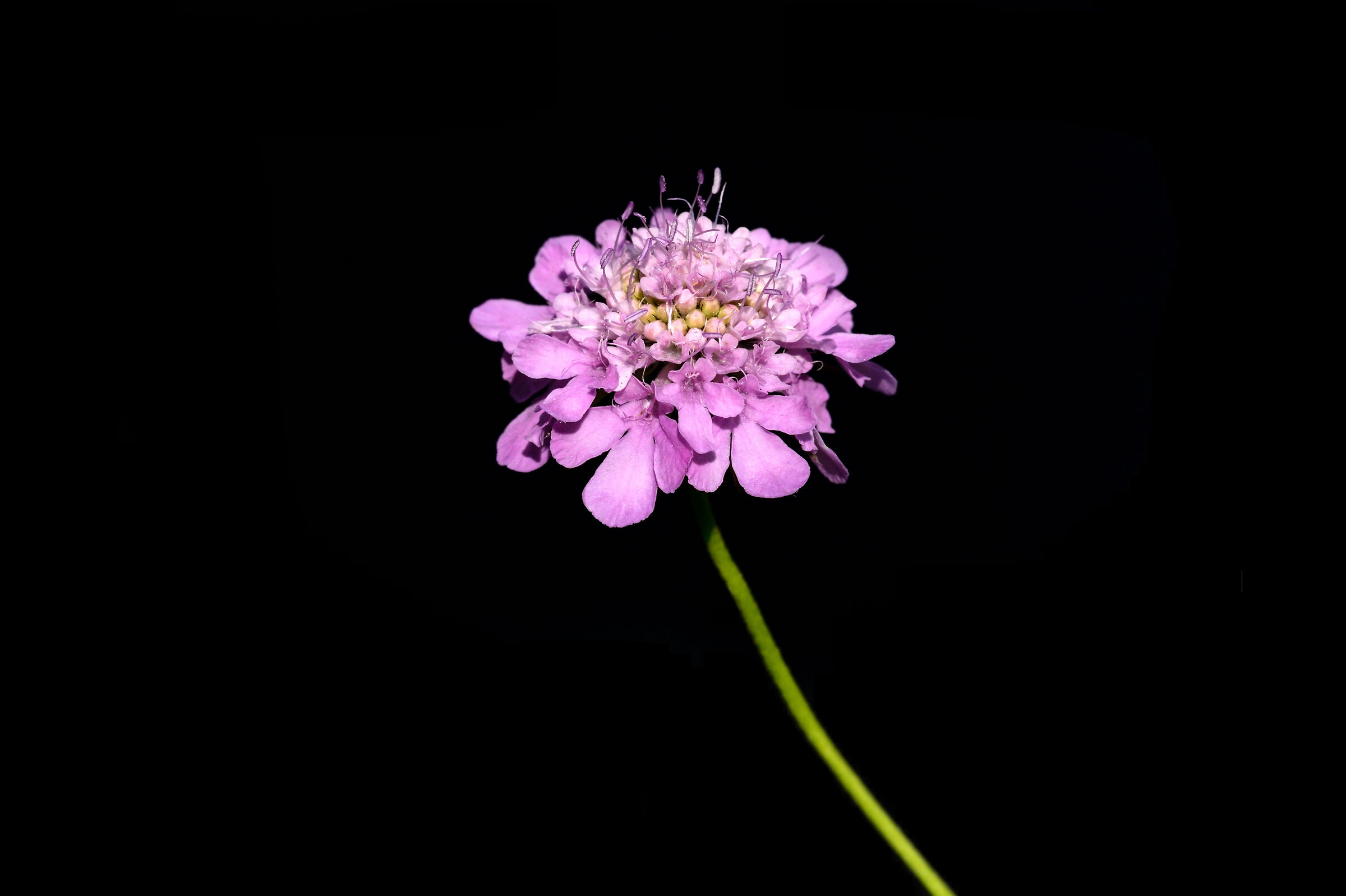 Knautia