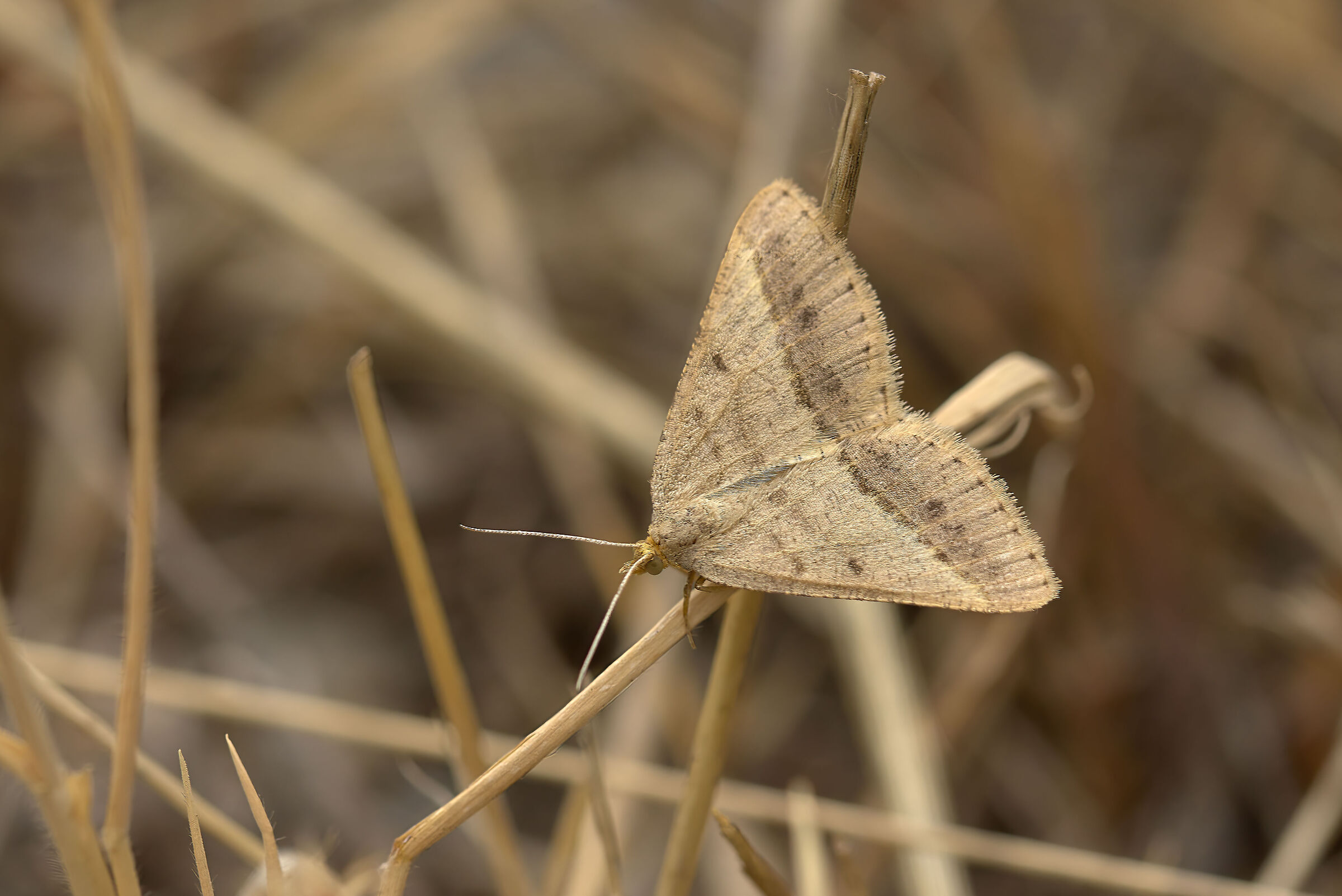 Isturgia Arenacearia