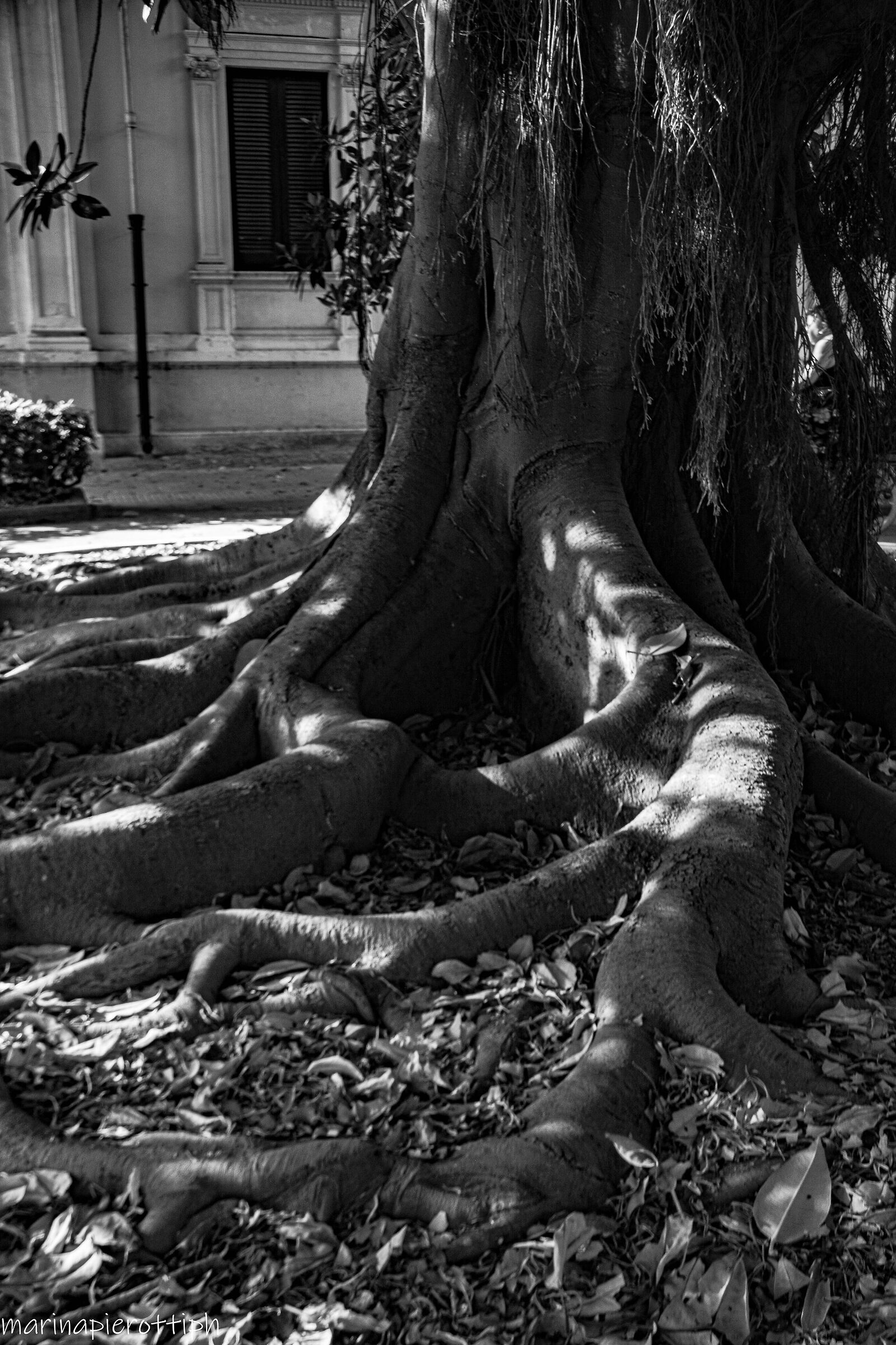 roots