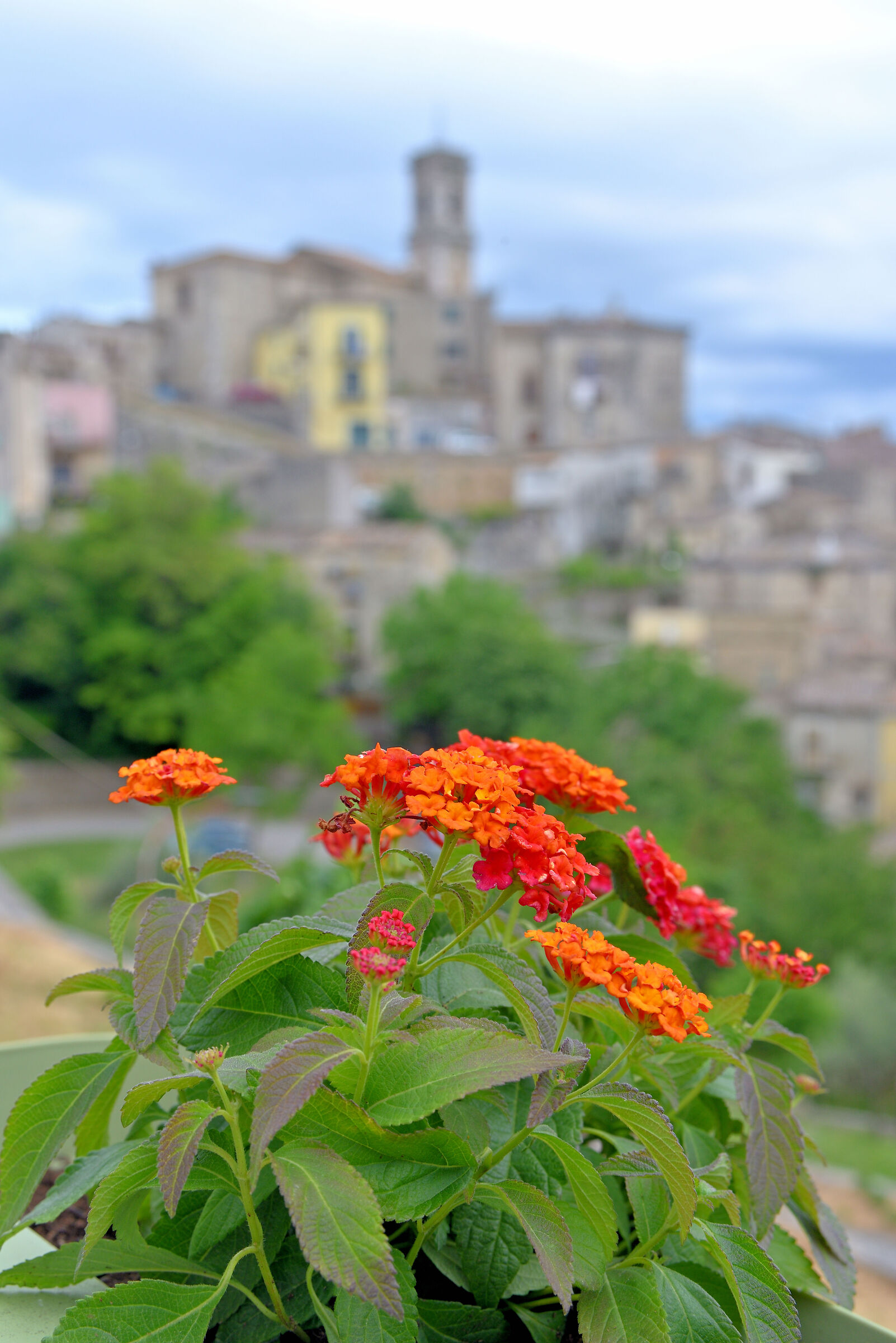 Floral tribute to Bomba