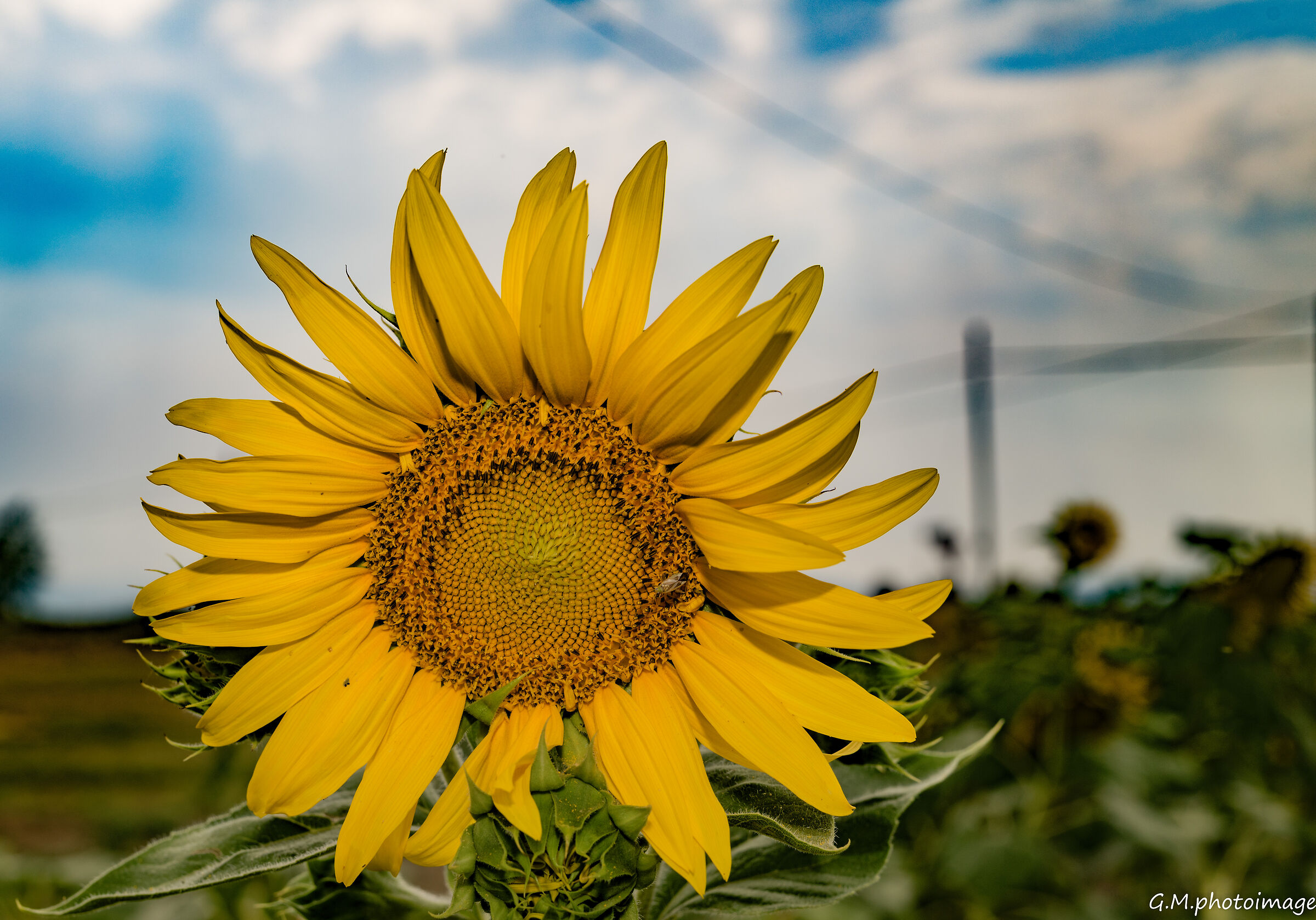 The sunflower