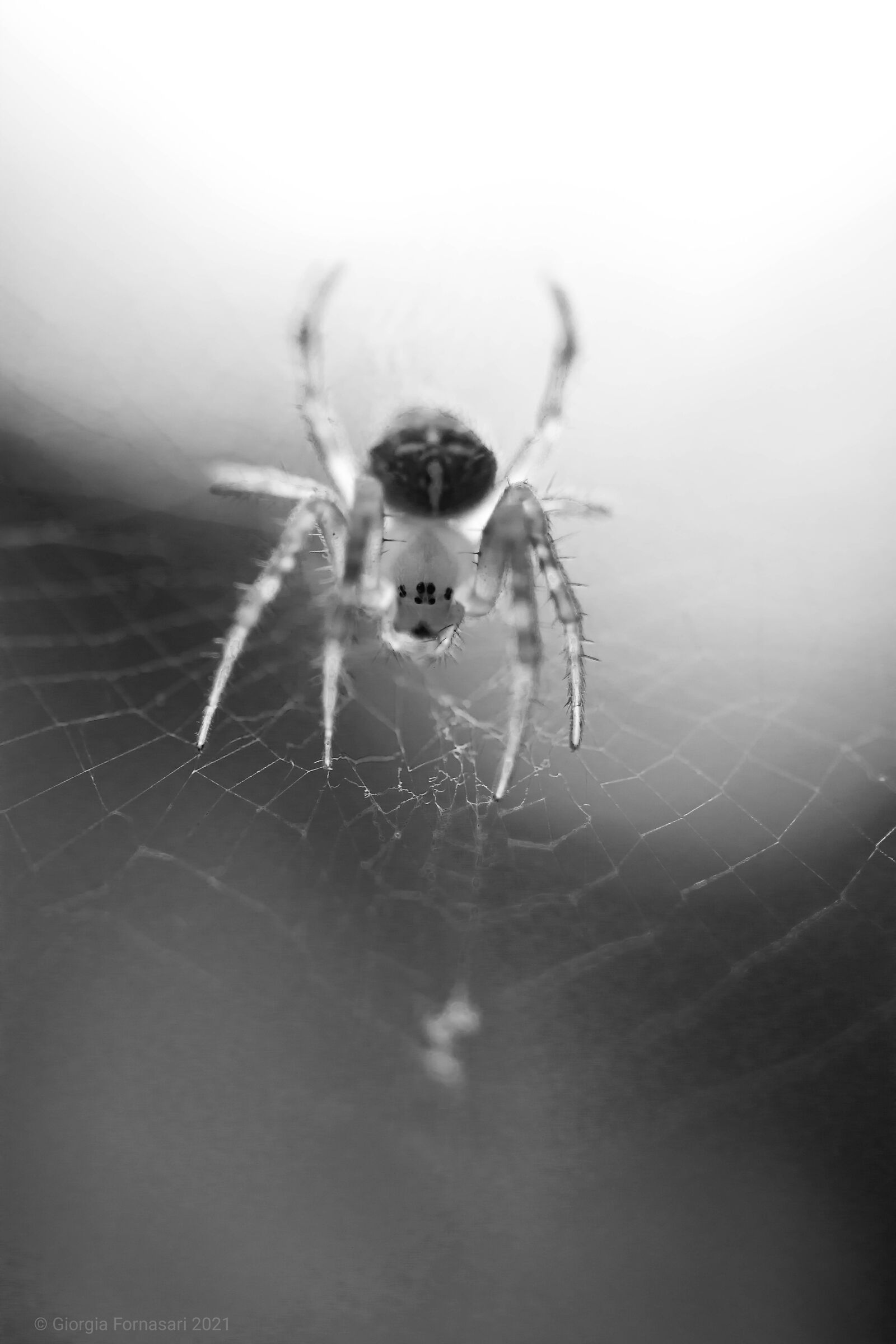 Rendez-vous con Shelob