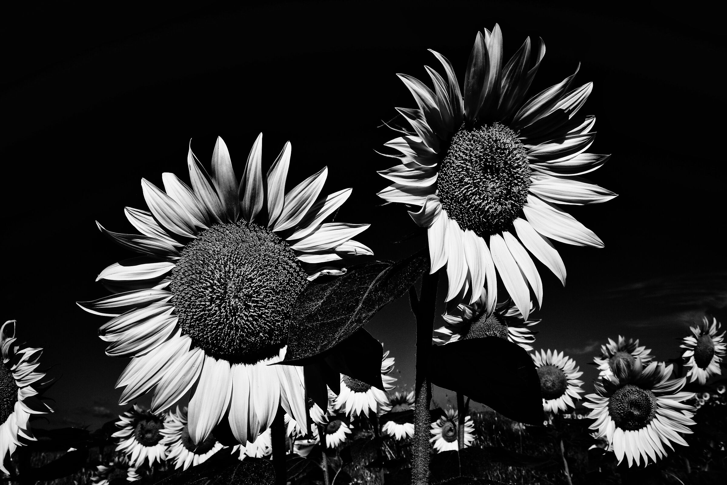 That strange robe of the sunflower