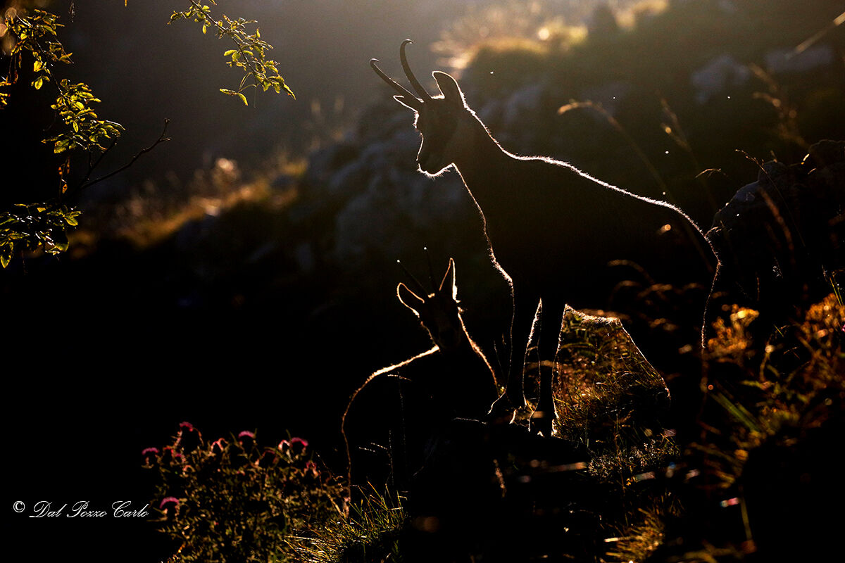 Backlit chamois
