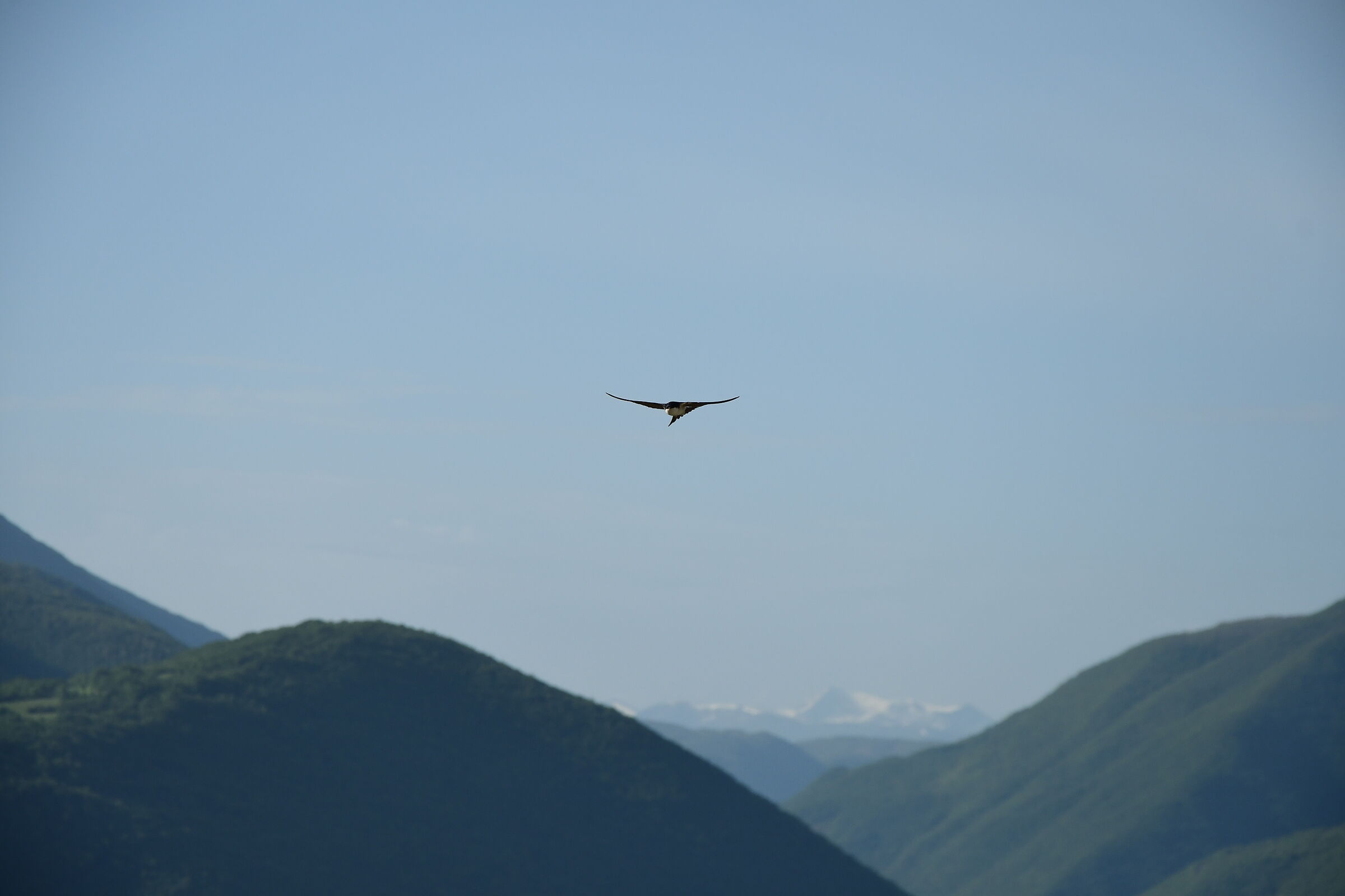 Swallow returning to the nest