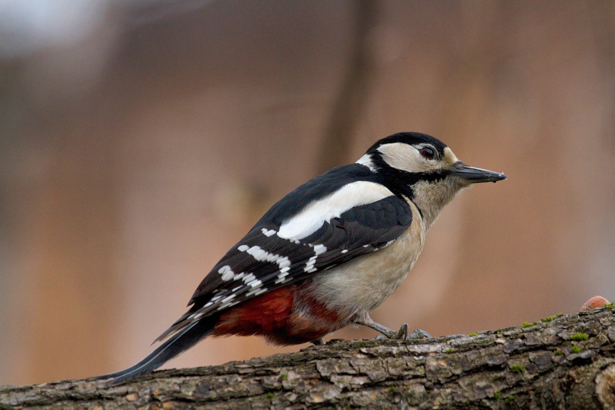 woodpecker