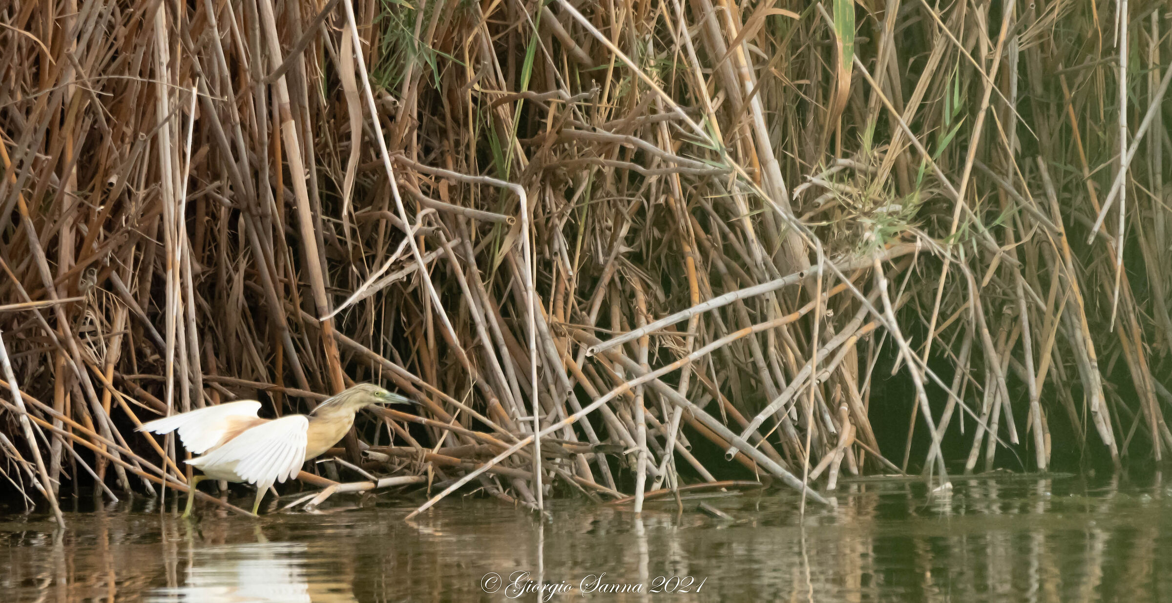 squacco heron
