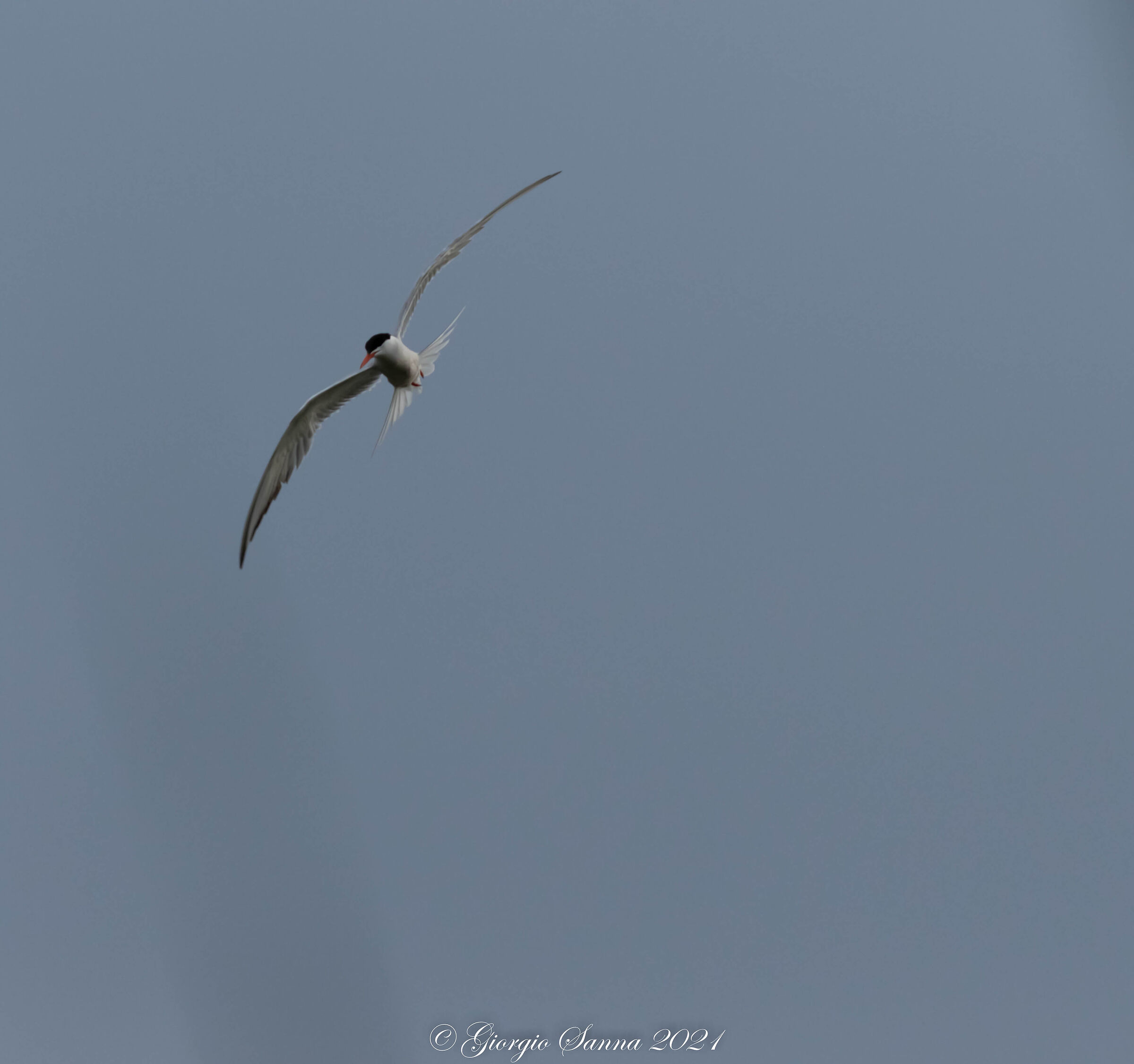 Sterna in flight