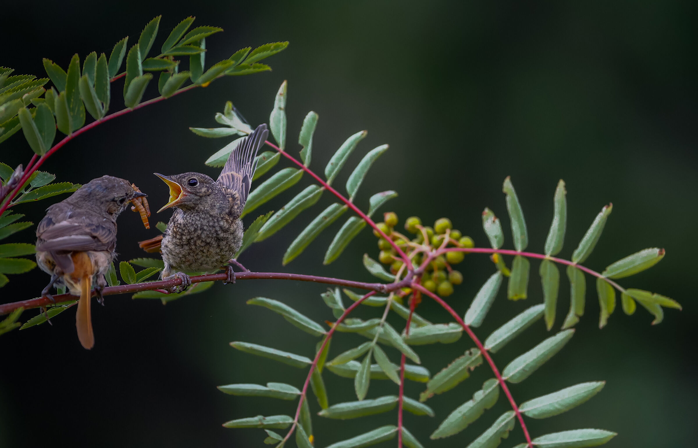 Mamma e figlio - Mum and baby