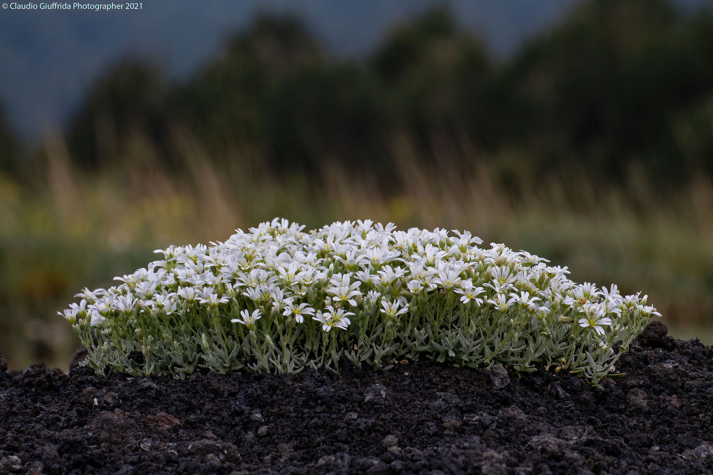 Cerastium tomentosum var. aetnaeum