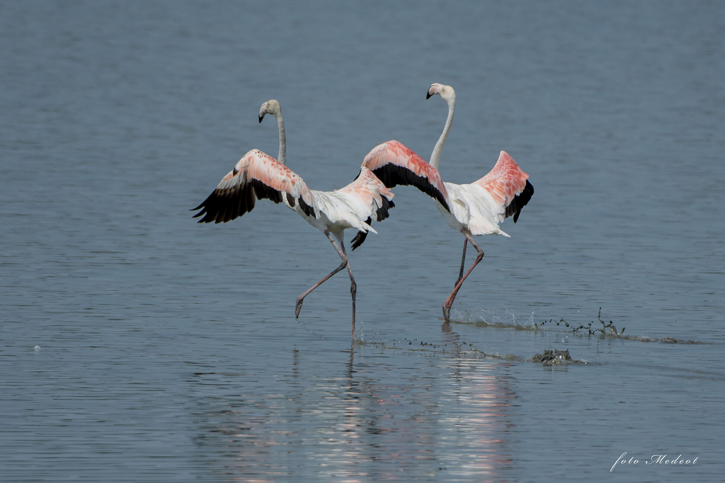 Fenicotteri in elegante corsa