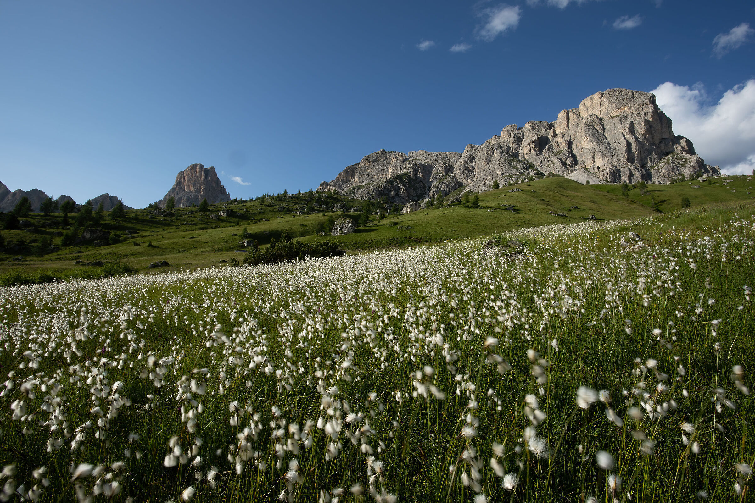Eriofori al Passo Giau