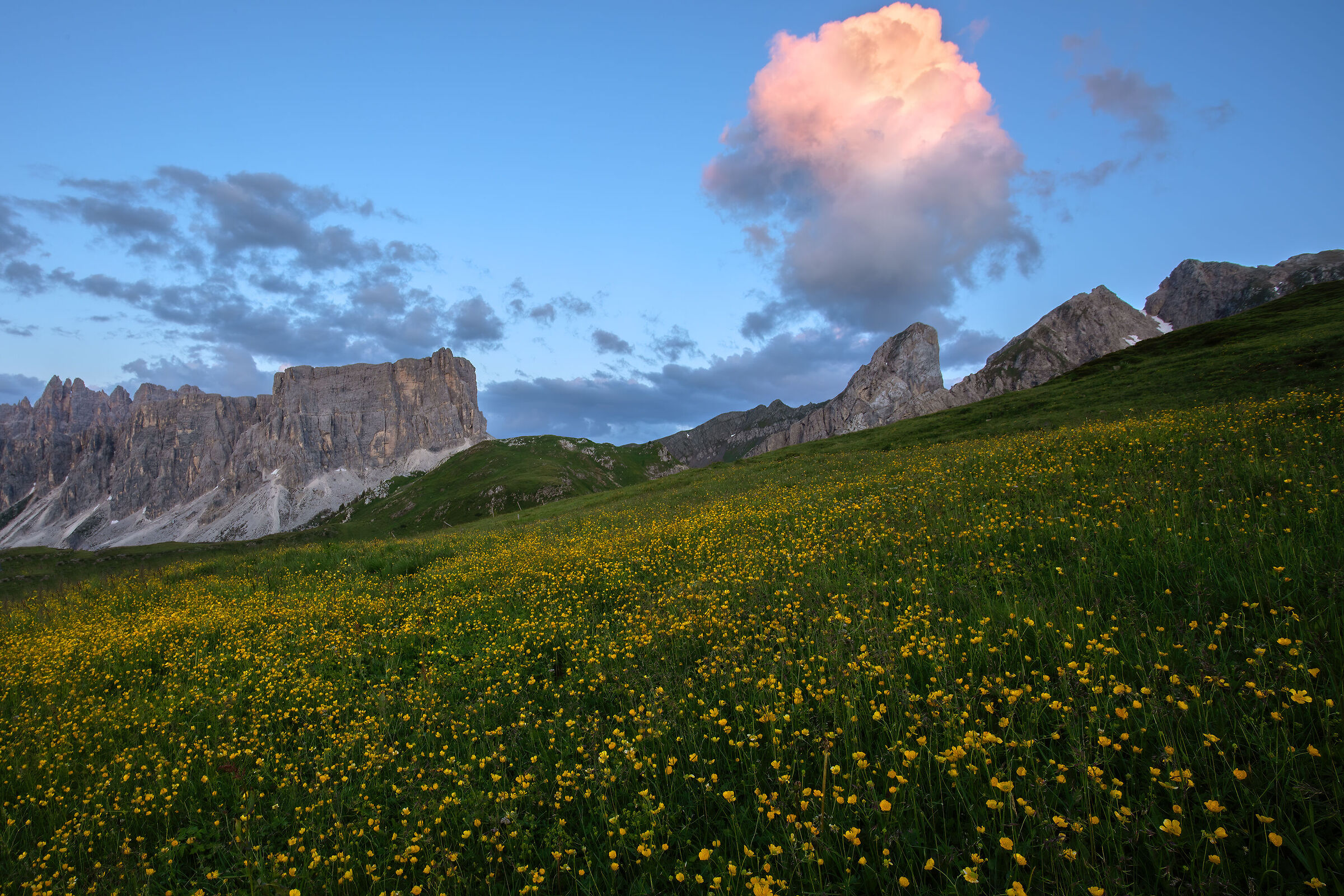 Ranuncoli al Passo Giau