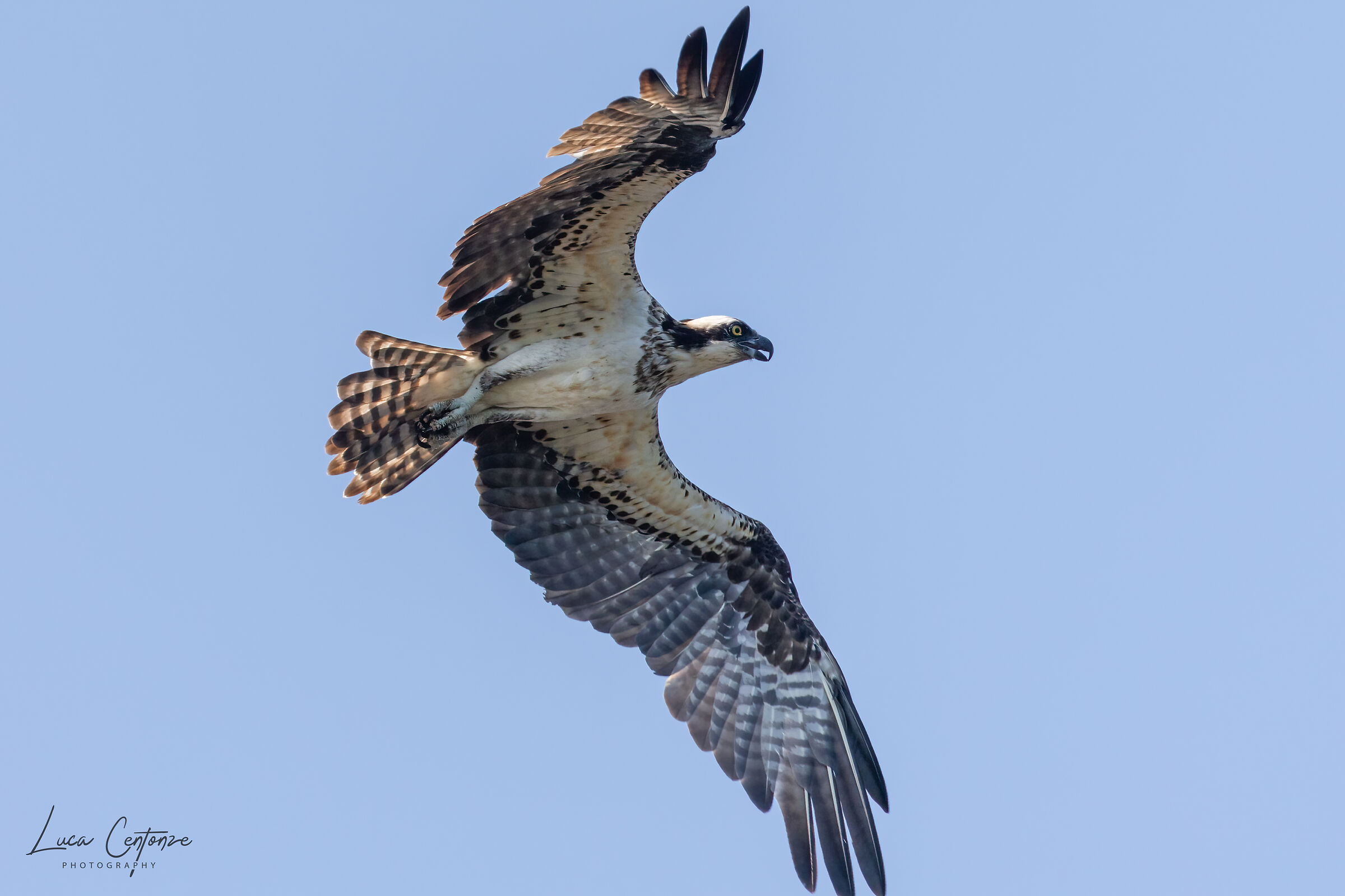 Osprey (Falco pescatore)