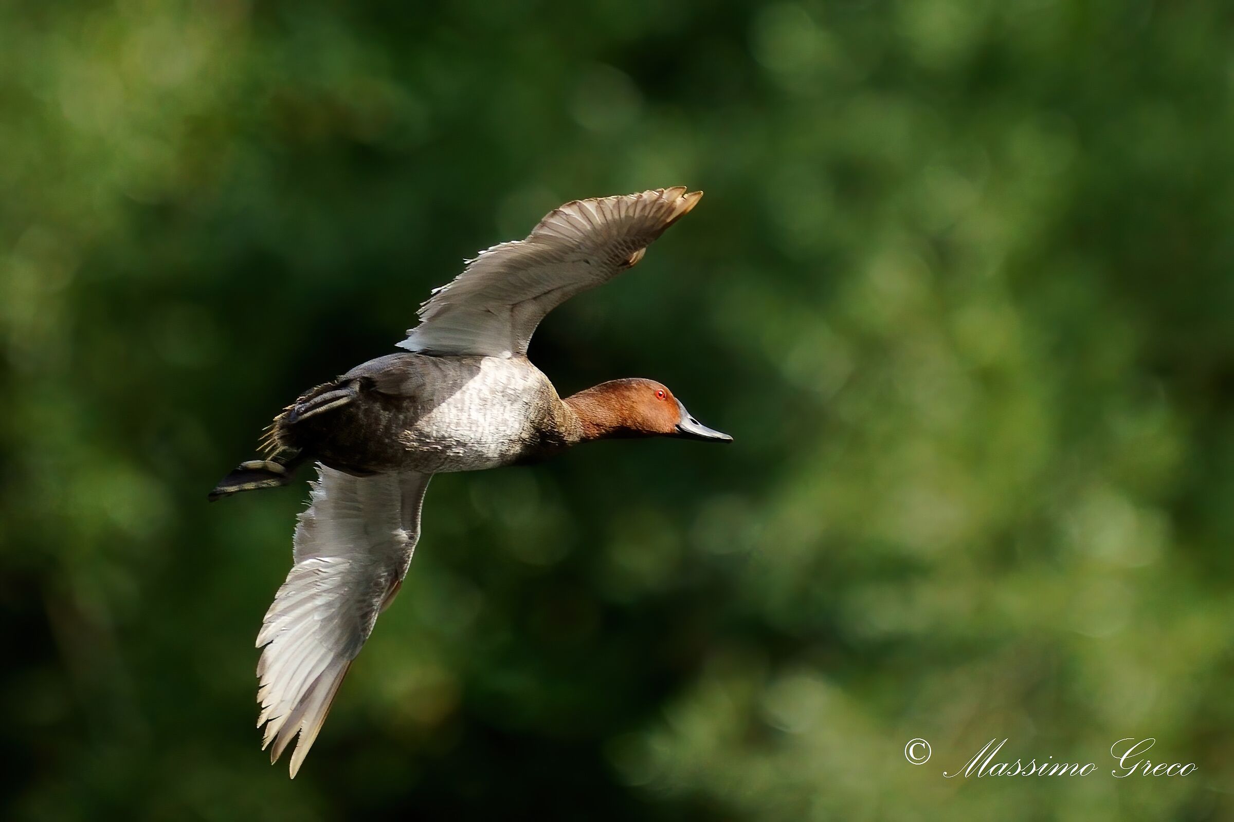 MORIGLIONE (Aythya ferina)