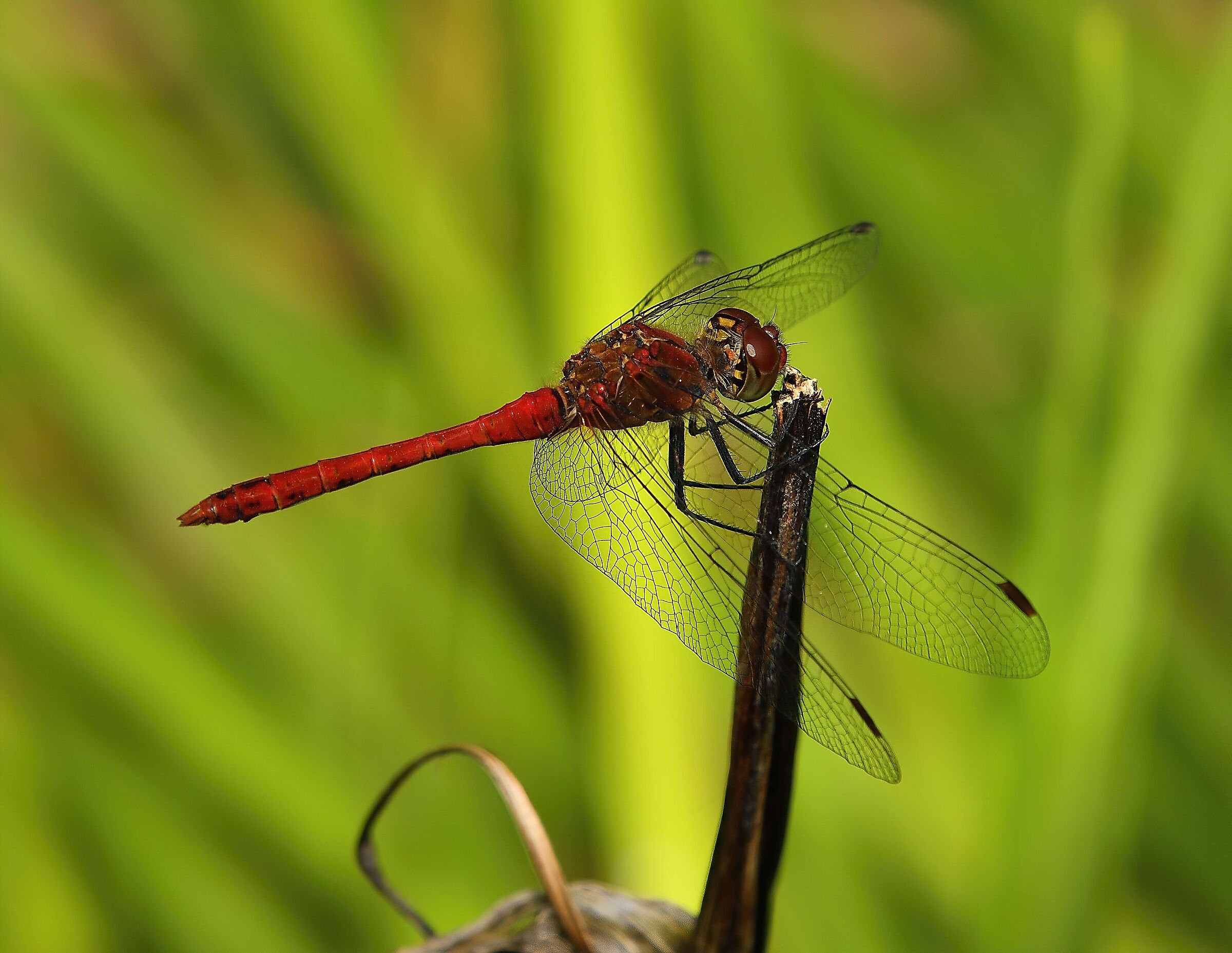 Libellula rossa 2