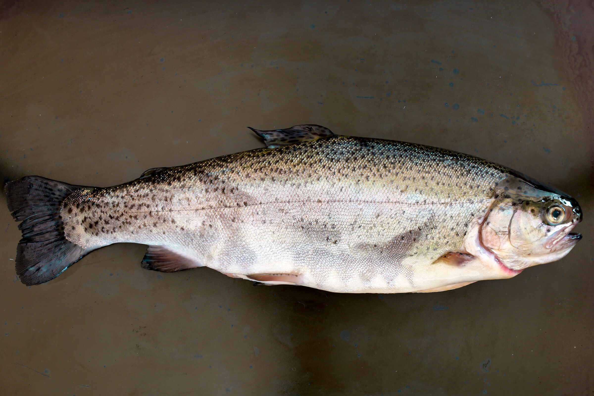 rainbow trout