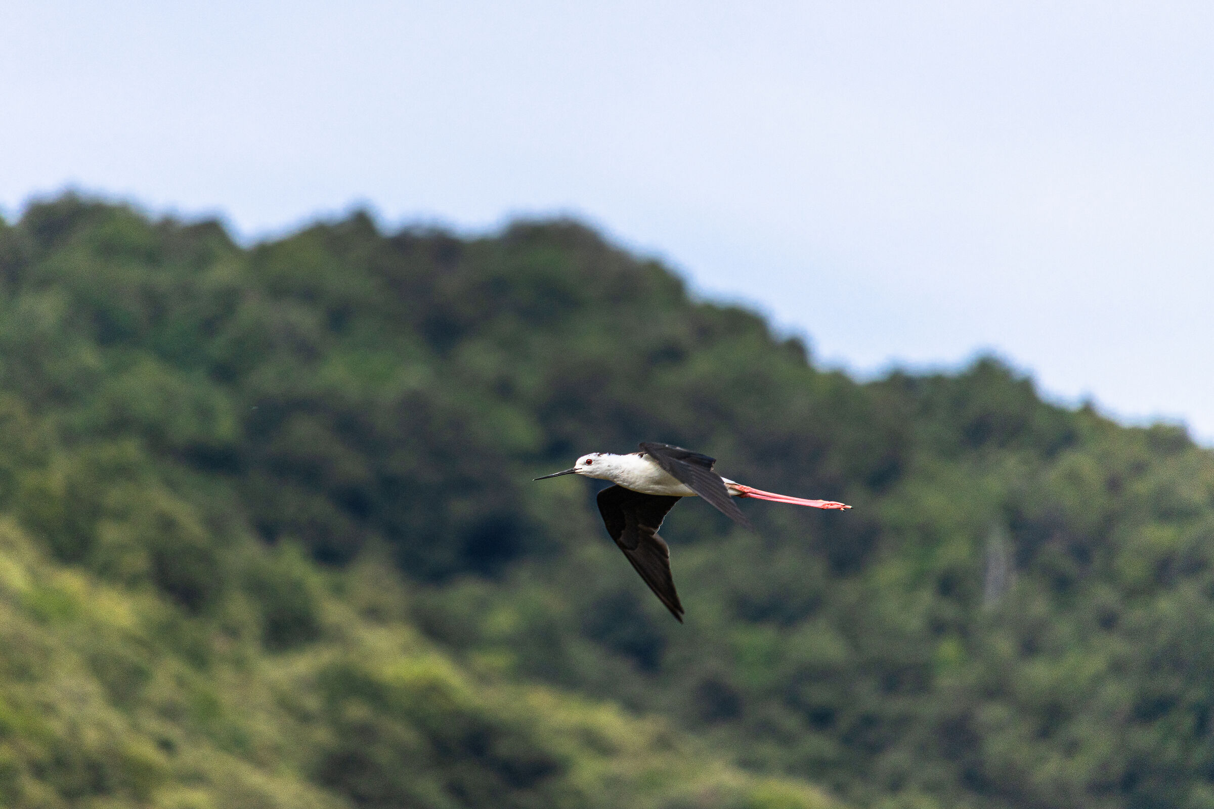 Cavaliere in volo