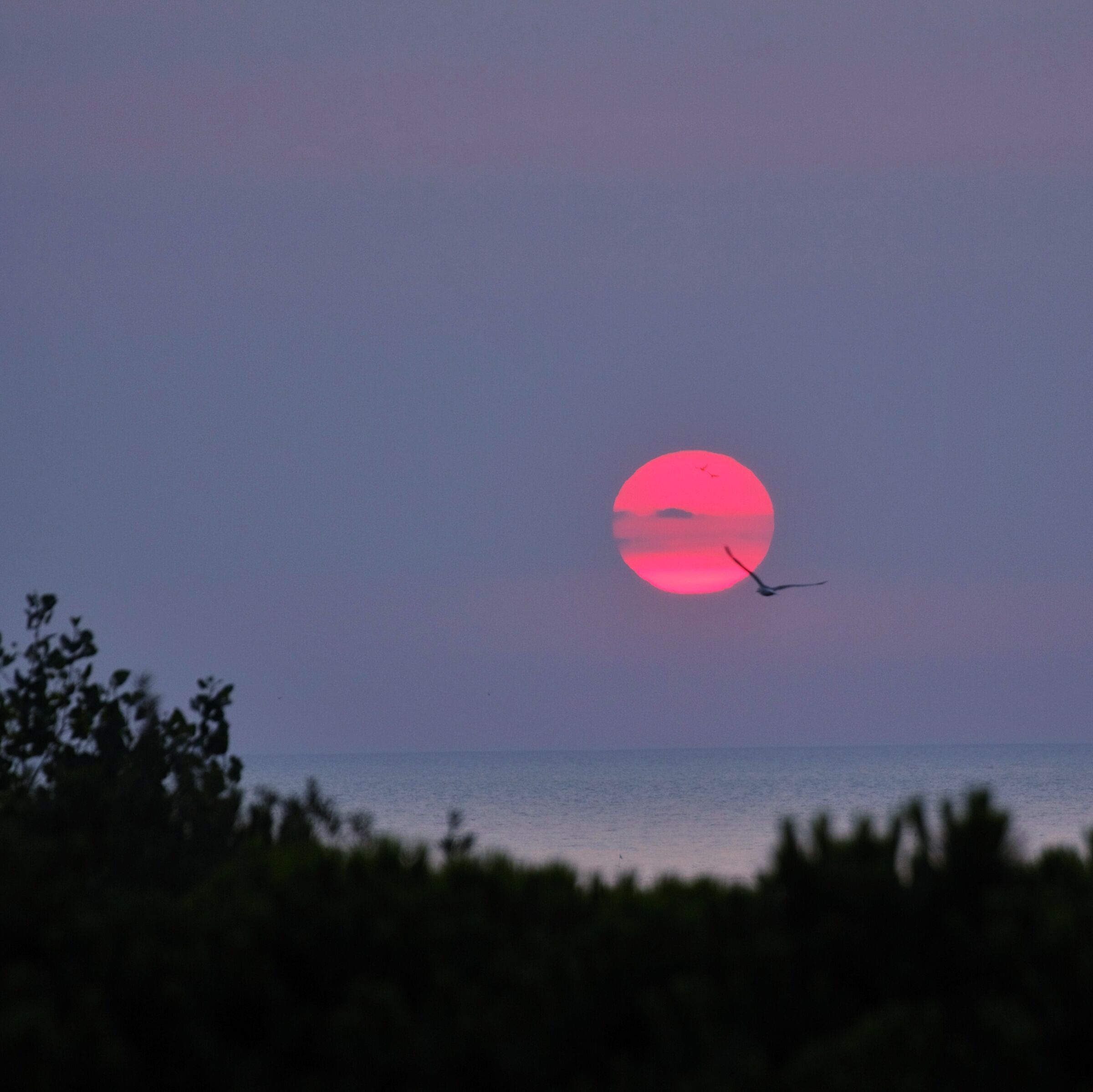 Sunrise in the pine forest