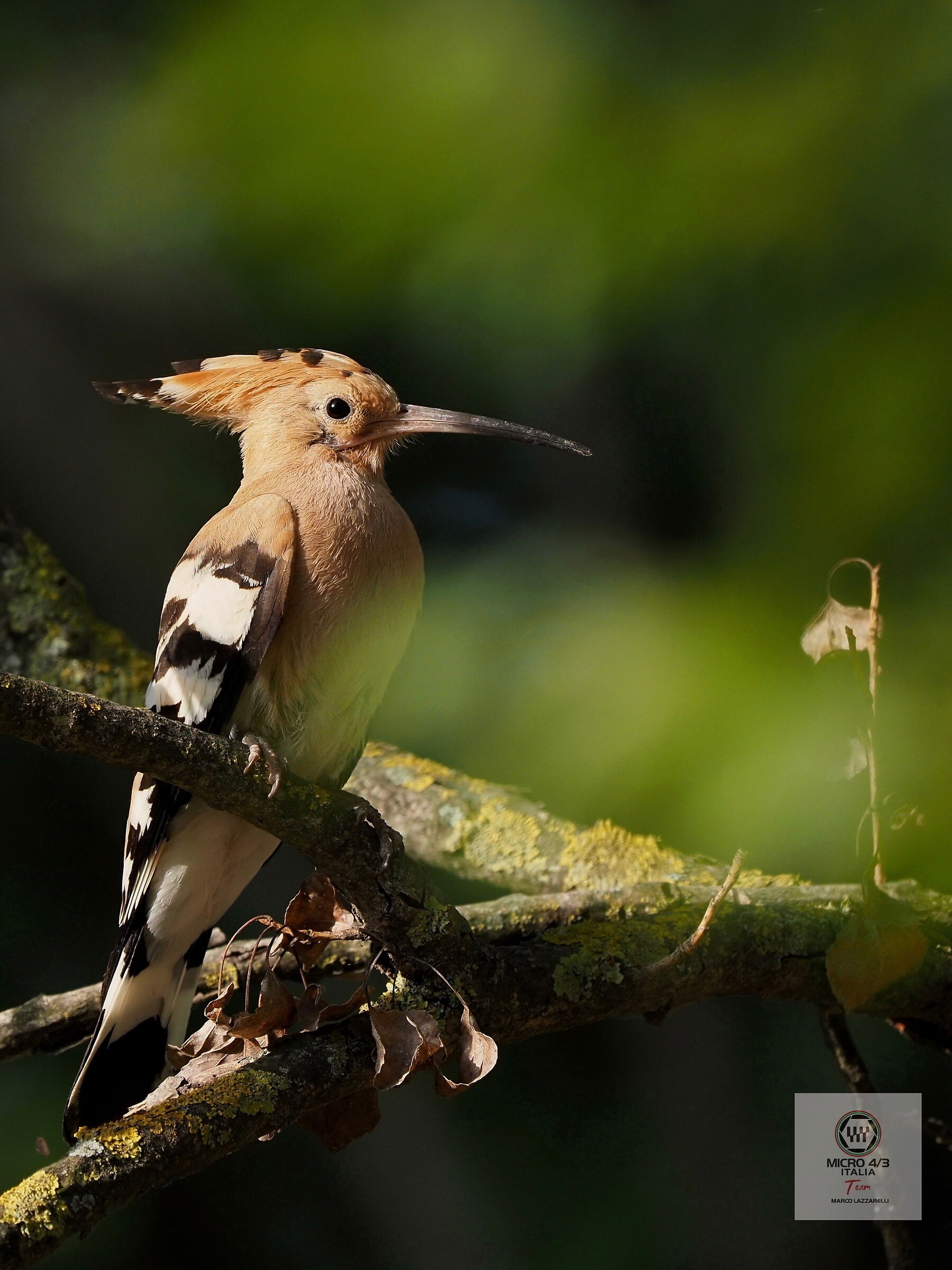 nel bel mezzo del bosco