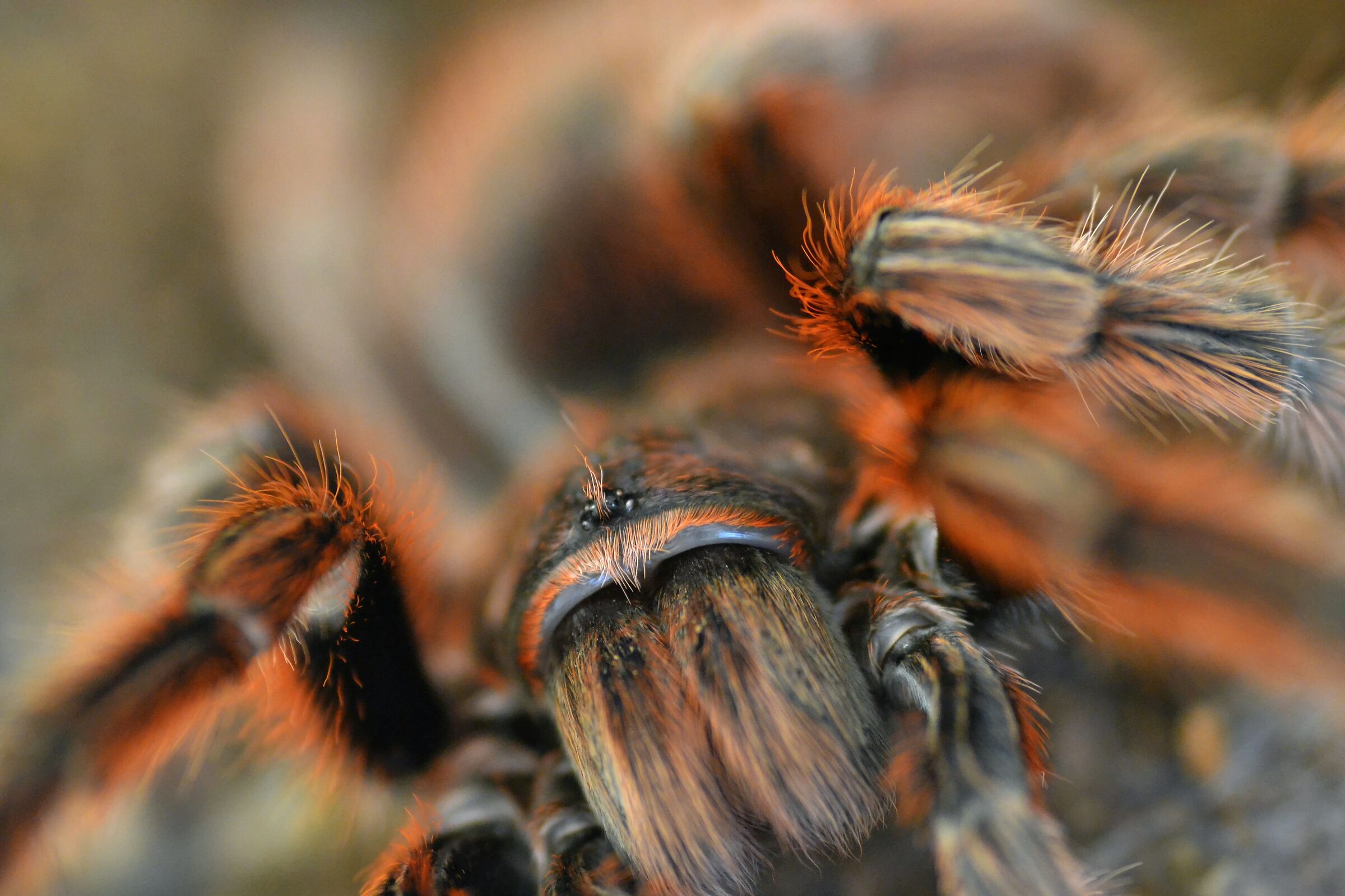 Grammostola Rosea "Red"