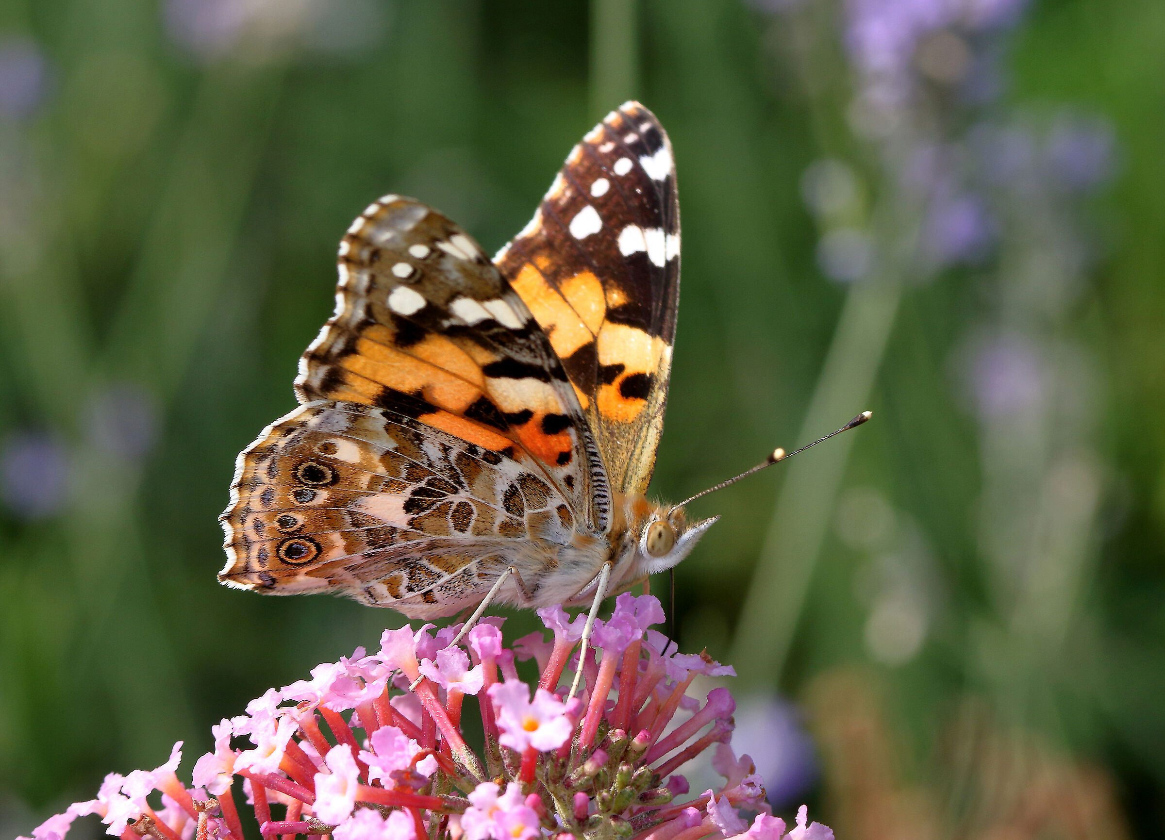 Vanessa cardui